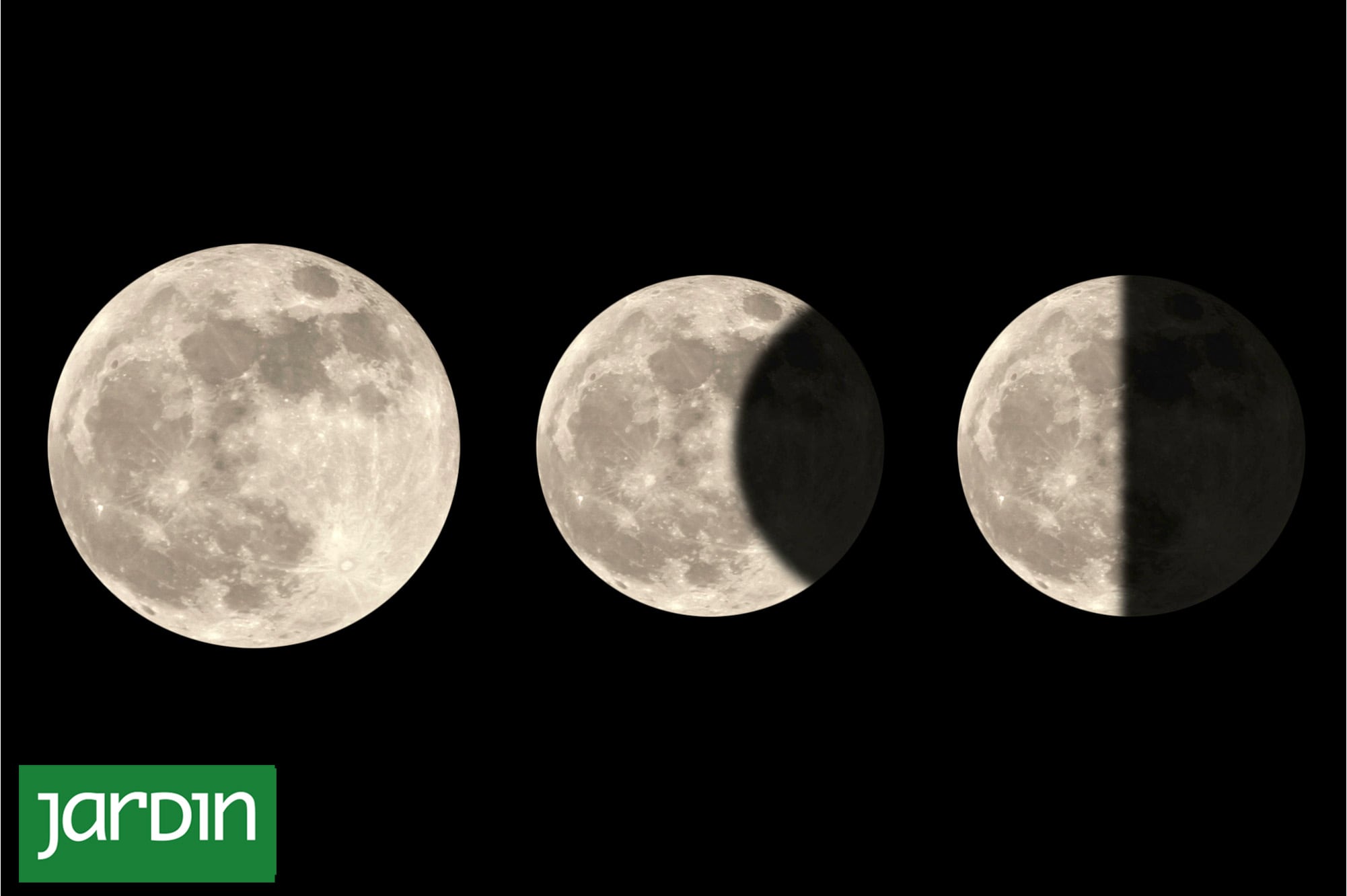 ¿Sembrar hoy o esperar? Todo cambia en el jardín cuando aprendés cómo funcionan las fases de la luna