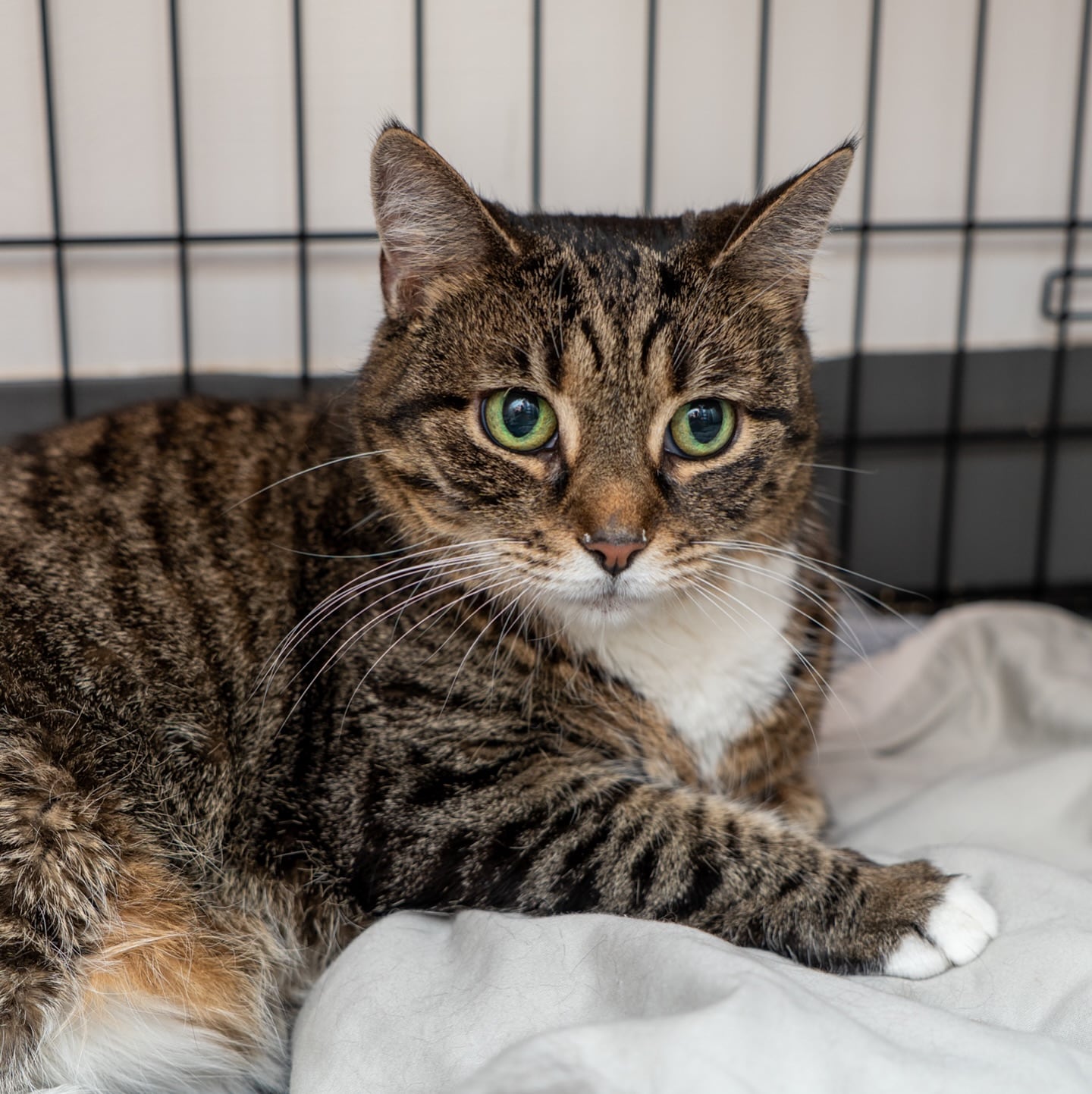 Aunque todavía está confundida por su nuevo entorno, Pumpkin es una gata muy dulce.
