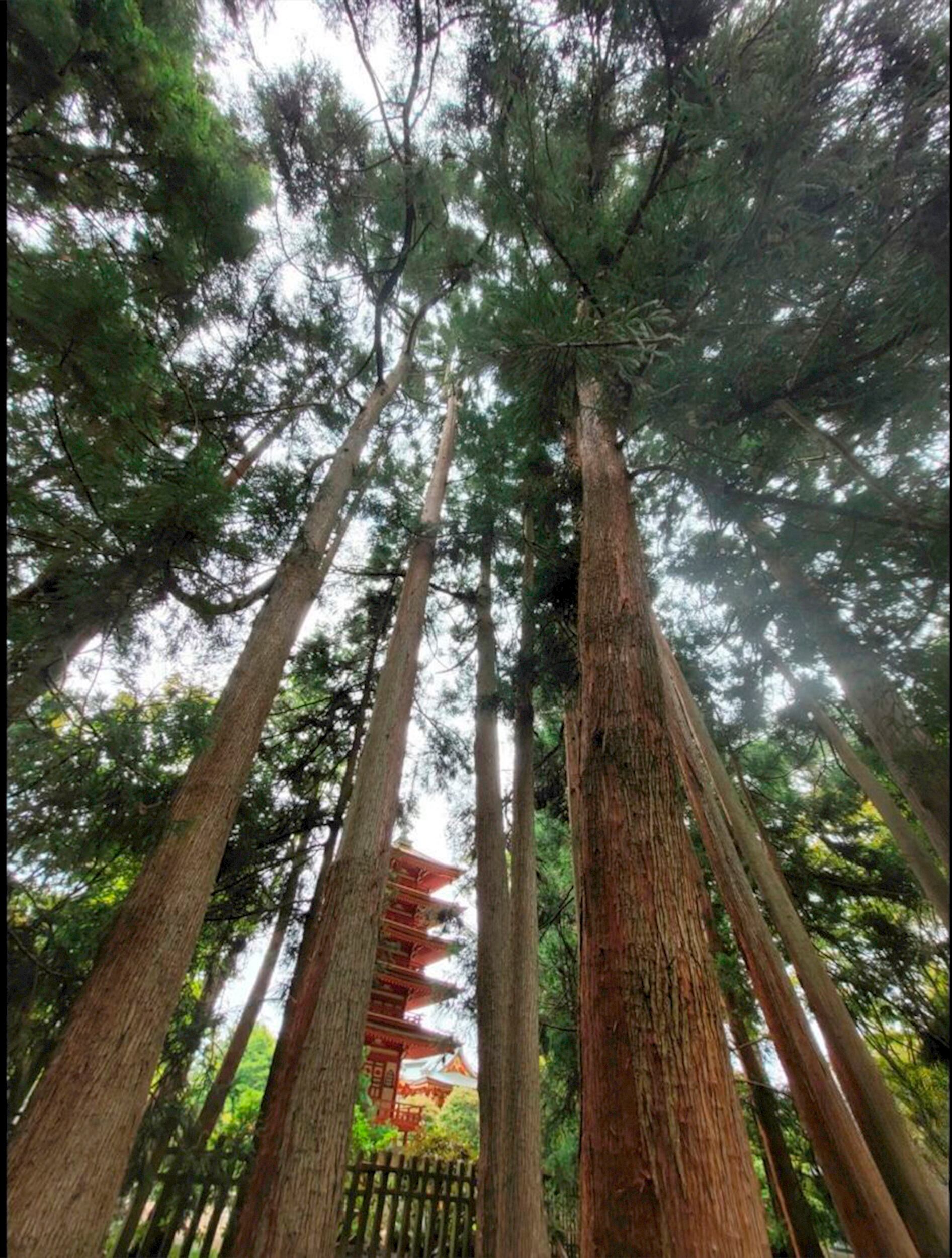 Árboles en el parque Golden Gate, en San Francisco