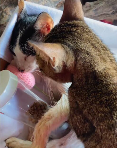 Uno de los felinos se acercó al cuerpo de su hermano sin vida, lo miró de cerca y se acostó al lado (Foto: Captura TikTok @abatha0125)