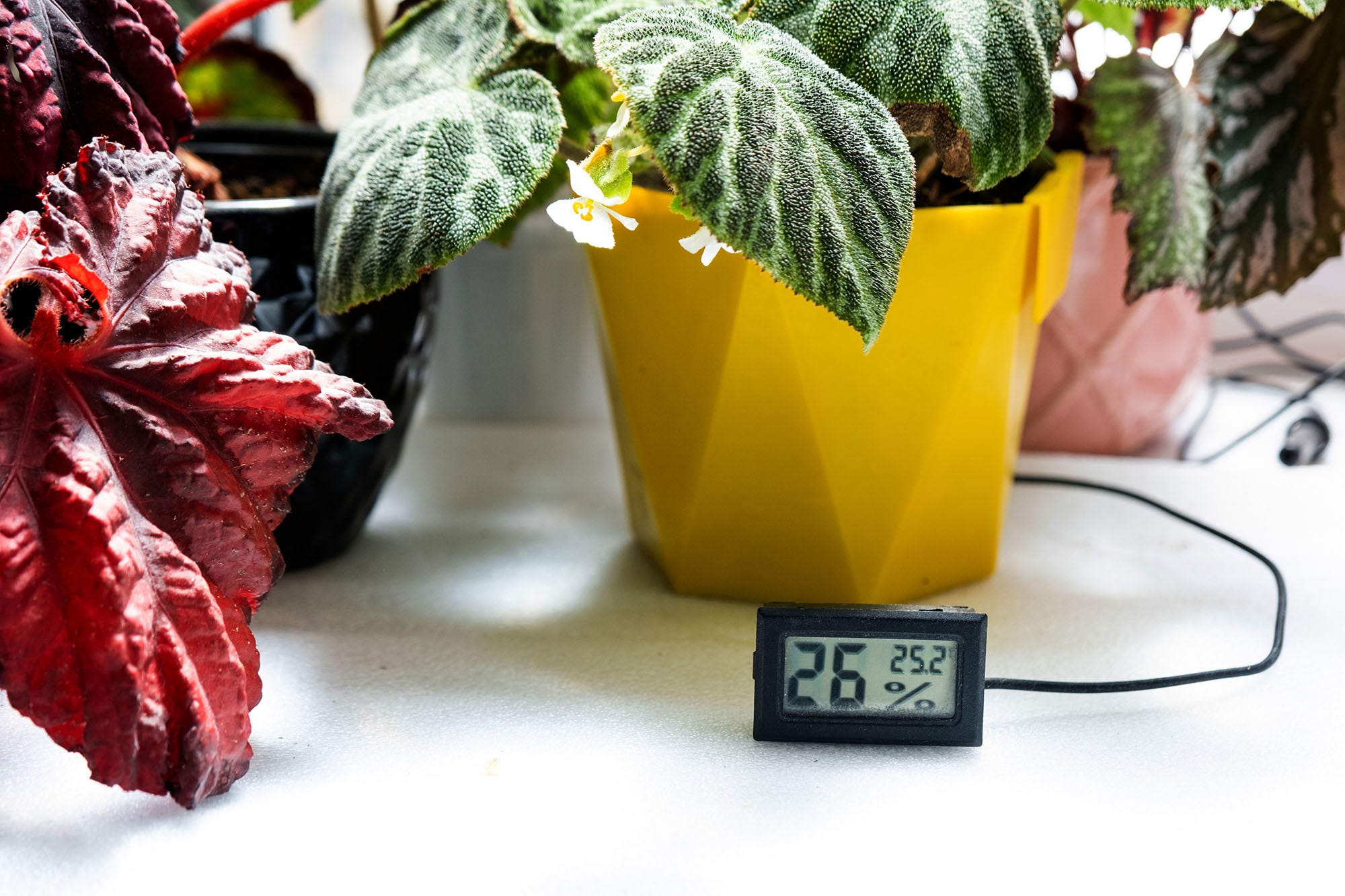 Sensores de temperatura y humedad para facilitar el cuidado de las plantas de interior