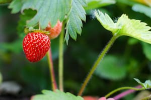 Cómo cultivar frutillas en casa y preparar exquisitas recetas