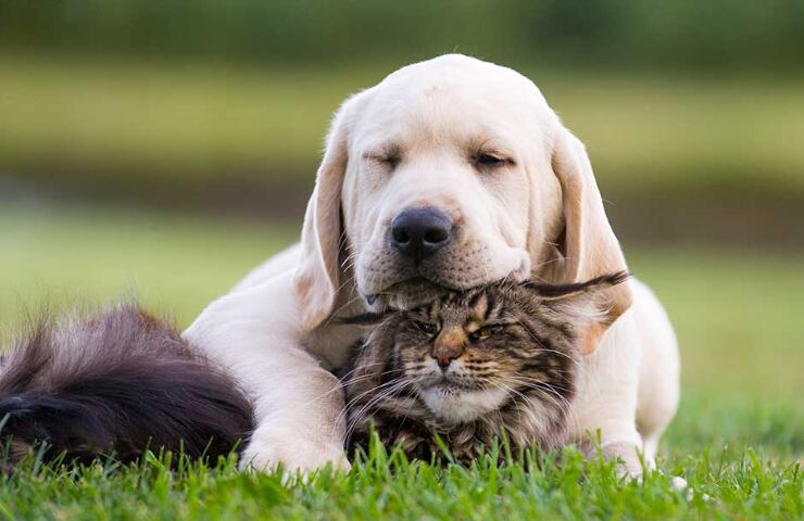La Ciudad lanzó una web para reportar mascotas perdidas, adoptar perros y gatos y acceder a servicios veterinarios