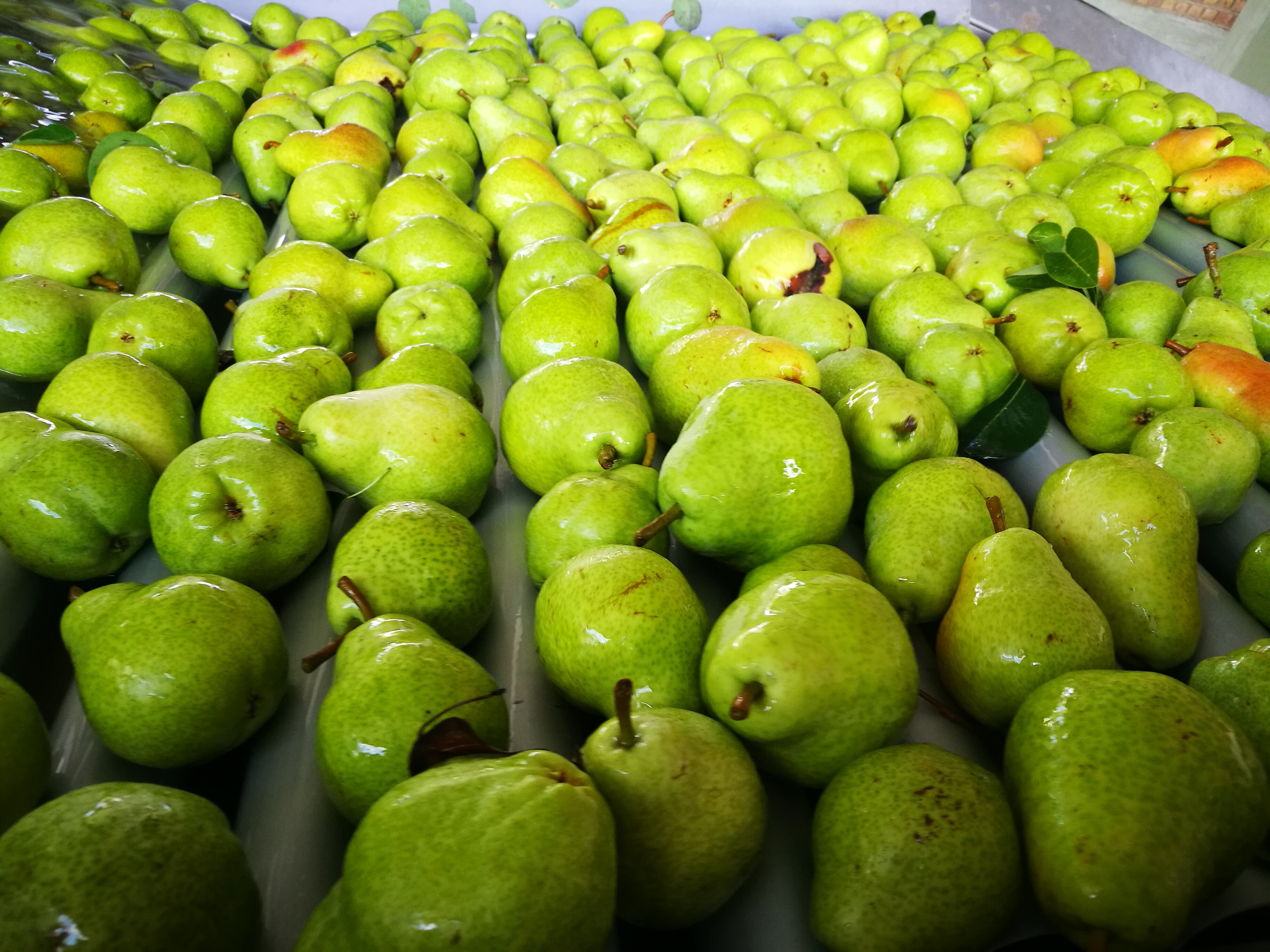 A Estados Unidos también se envían peras y manzanas nacionales