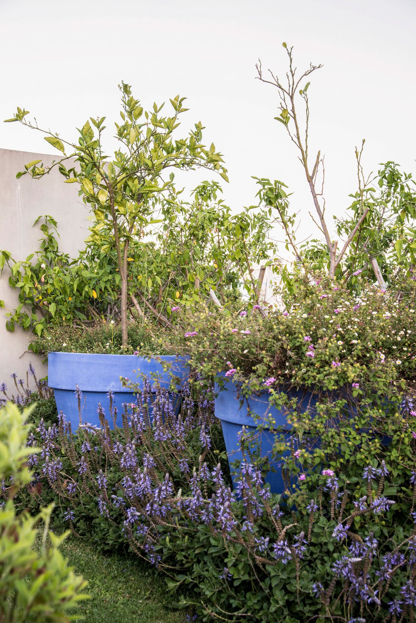El toque de color puede estar en las flores o incluso en las macetas