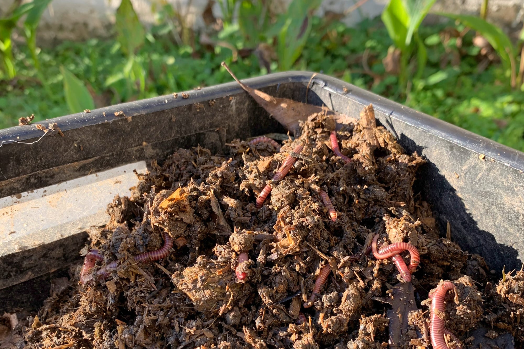 Todo comenzó con el compost que tenía como objetivo nutrir las plantas del propio hogar