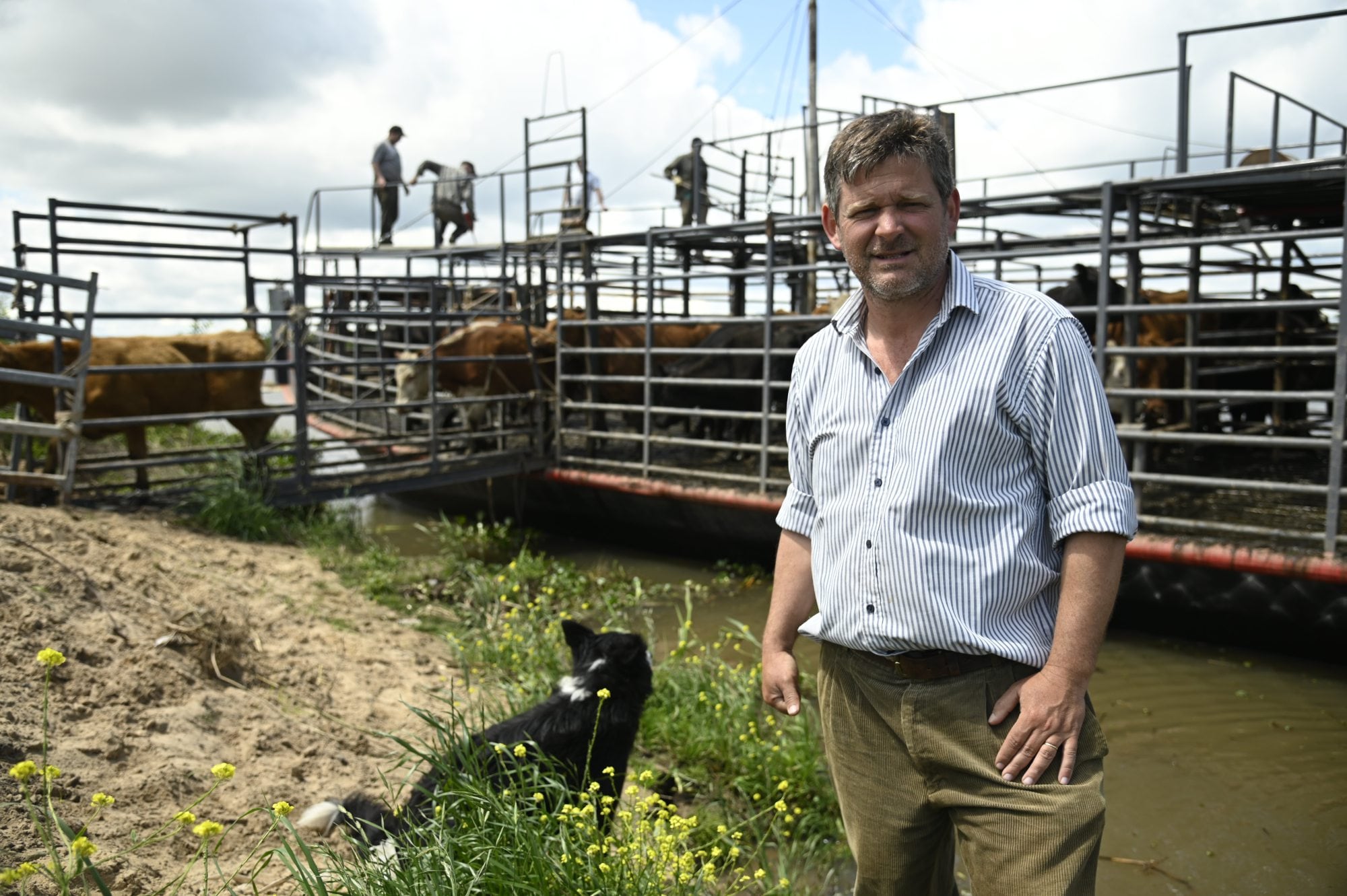 Ganarle al agua: así es el dramático operativo de los ganaderos de las islas entrerrianas donde nada puede fallar para salvar a las vacas