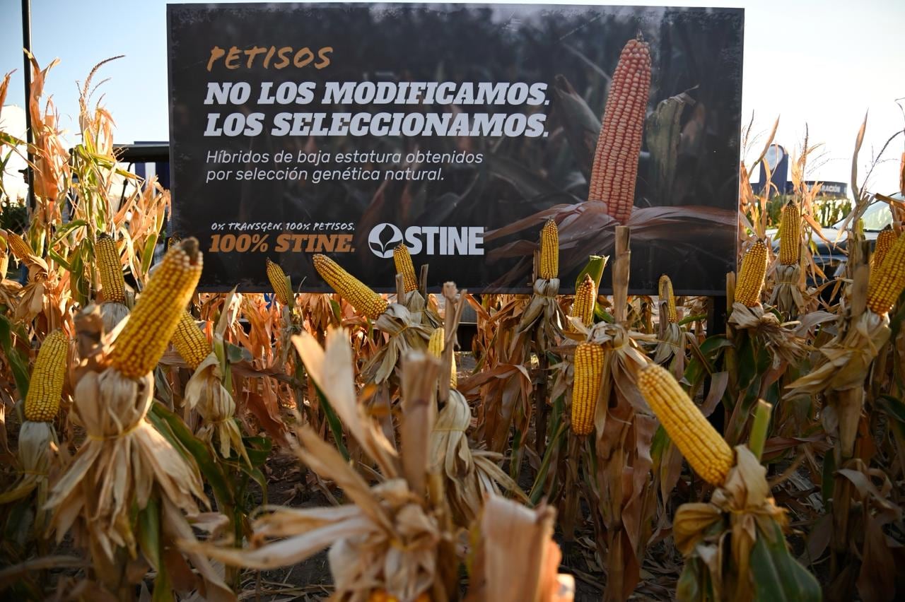 Desarrollo original de EE.UU.: prueban en 40 localidades del país maíces petisos