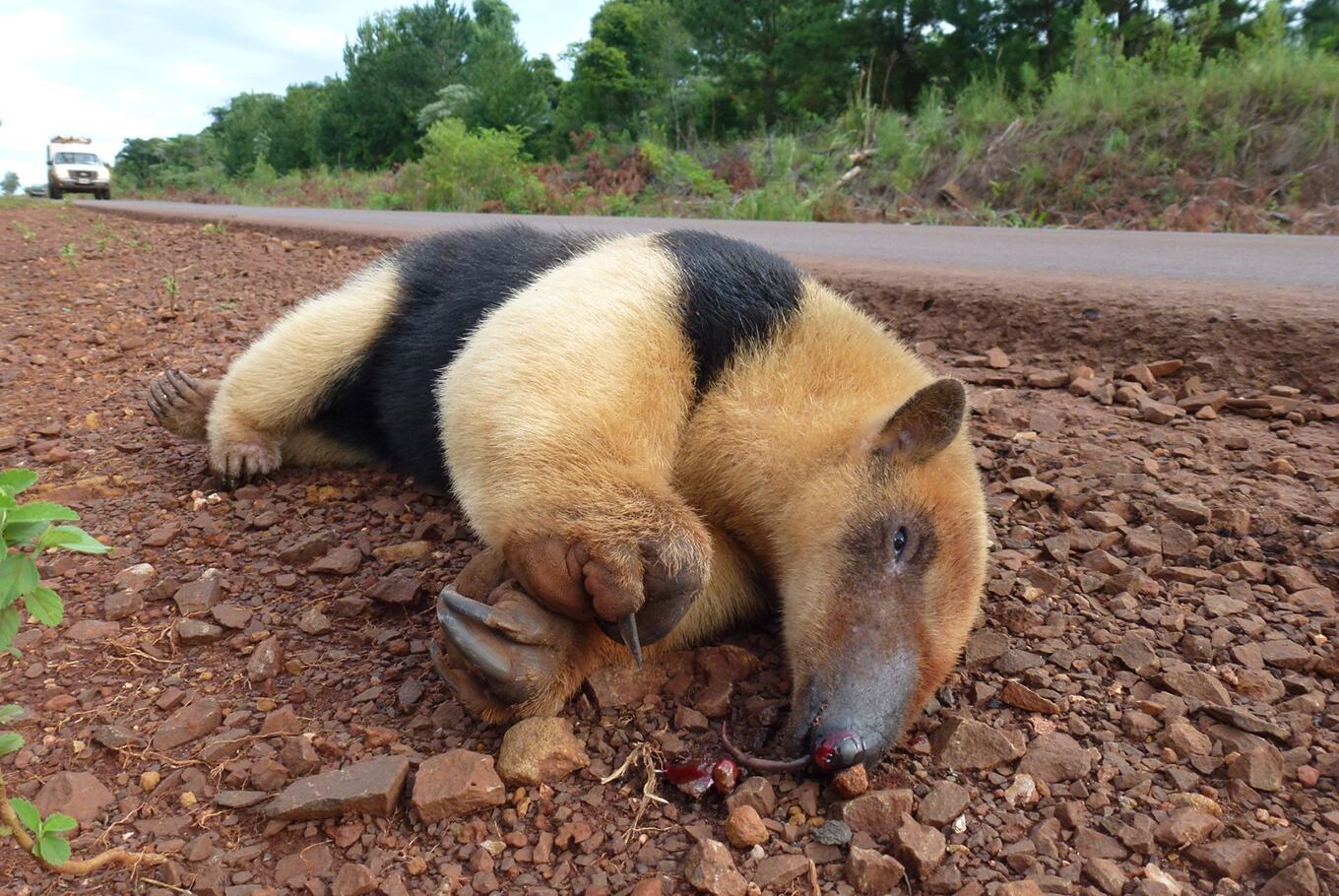 Un oso hormiguero muertos en la ruta, Misiones