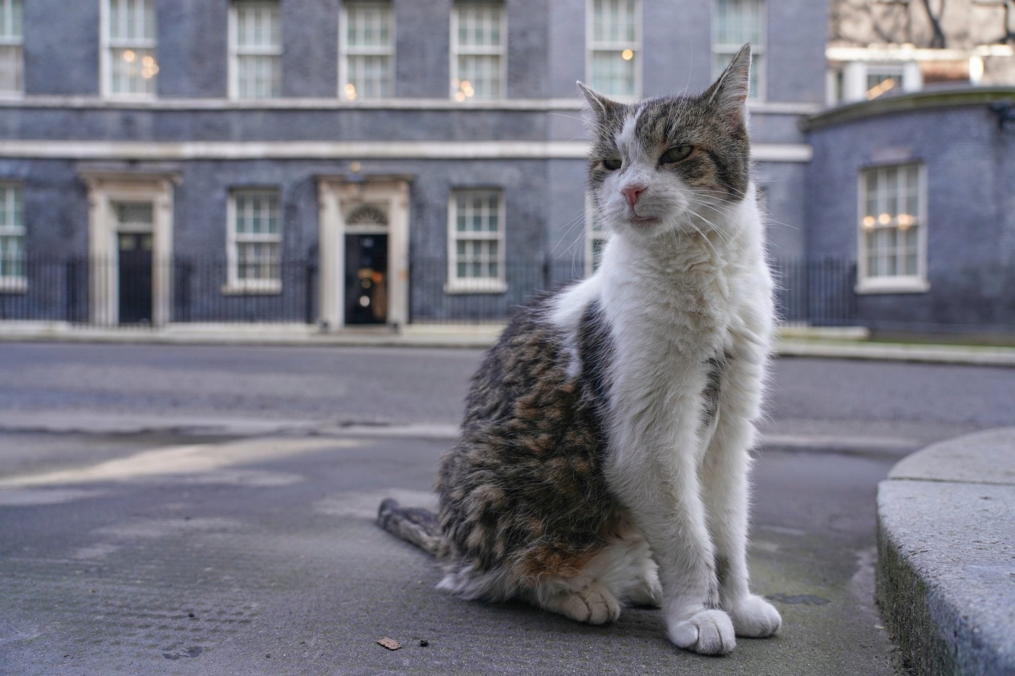 La increíble historia de Larry, el gato que estuvo junto a seis primeros ministros del Reino Unido