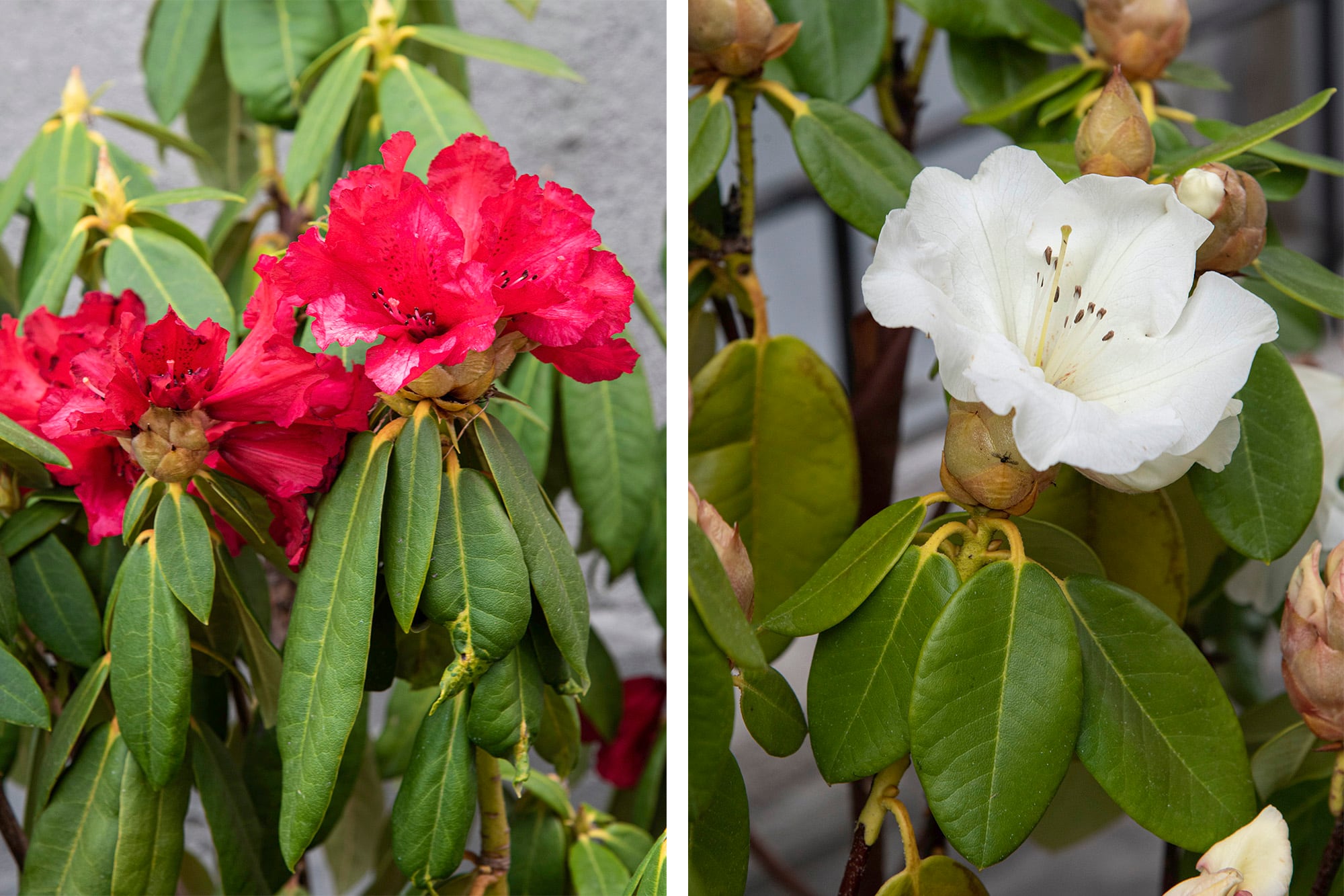 Izq.: Rhododendron ‘Grace Seabrook’, un híbrido de flores rojas. Der.: Rododendro blanco, donde se aprecia la estructura