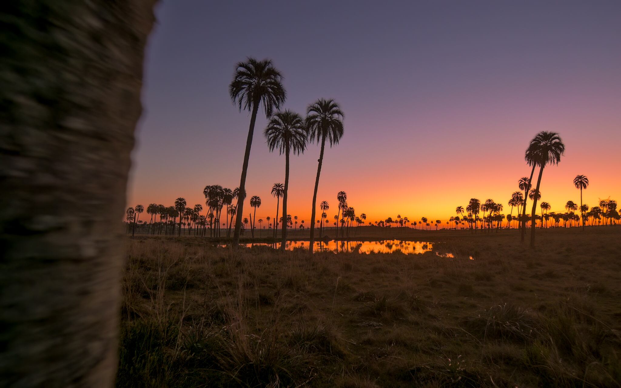 Atardecer entre palmeras Yatay.