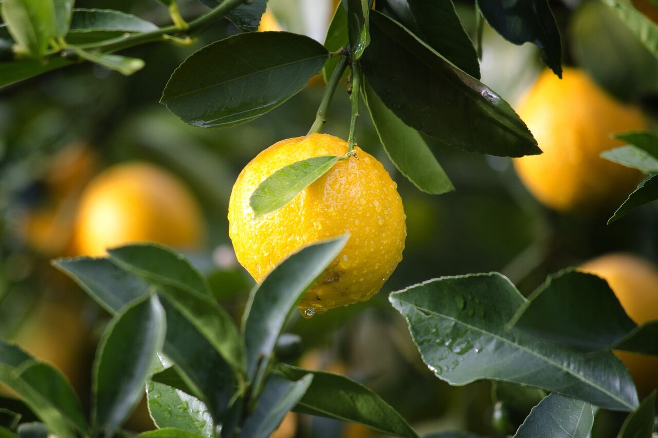 El limón, gran aliado de tu sistema inmune (Foto: Pixabay)