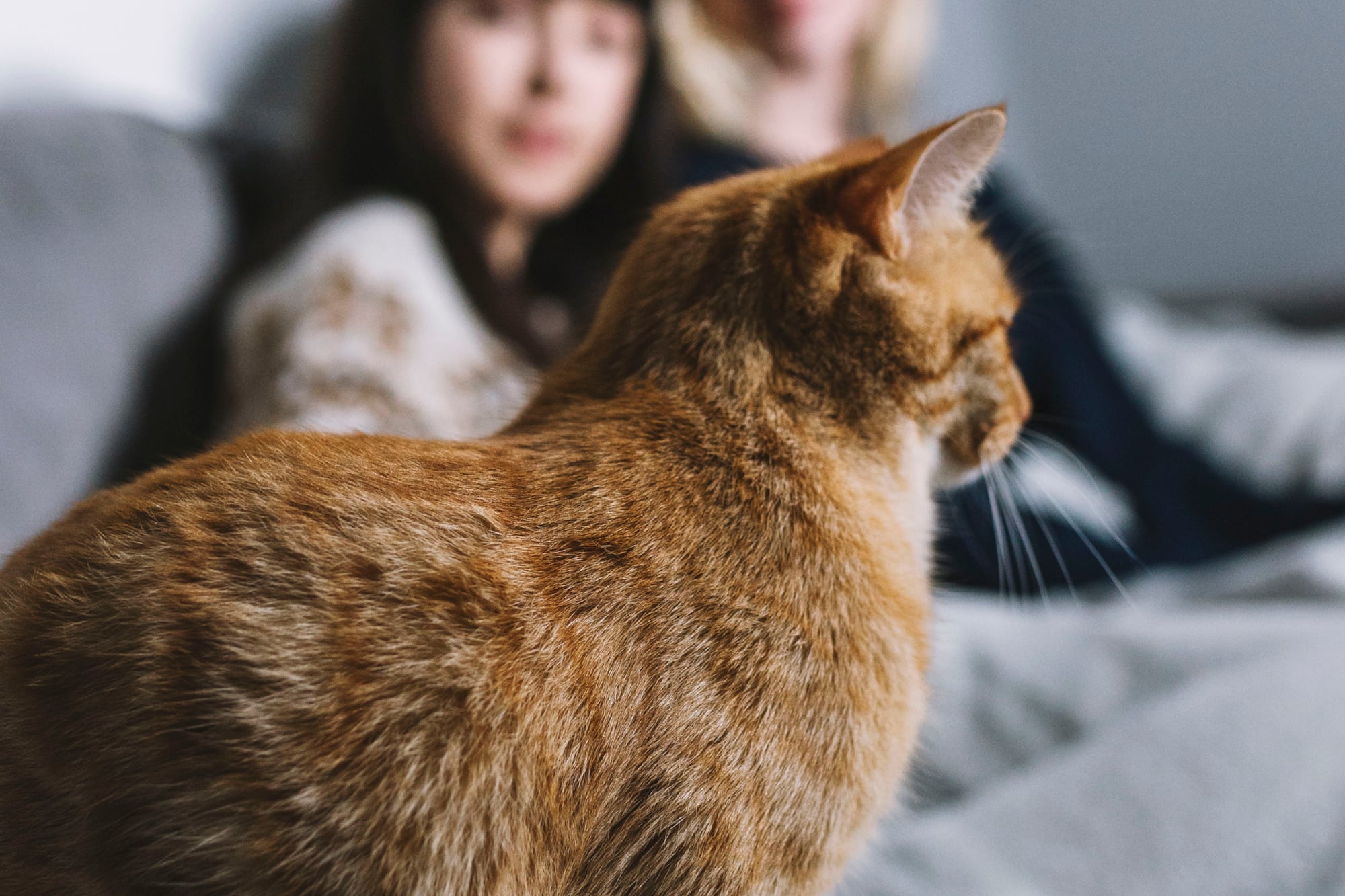 El listado abarca alimentos, higiene y accesorios esenciales