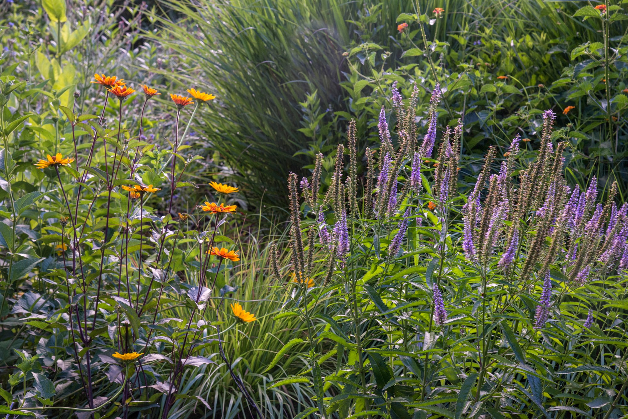 La densidad como recurso: capas que se superponen, cubren y ordenan, logrando un jardín sin rigidez