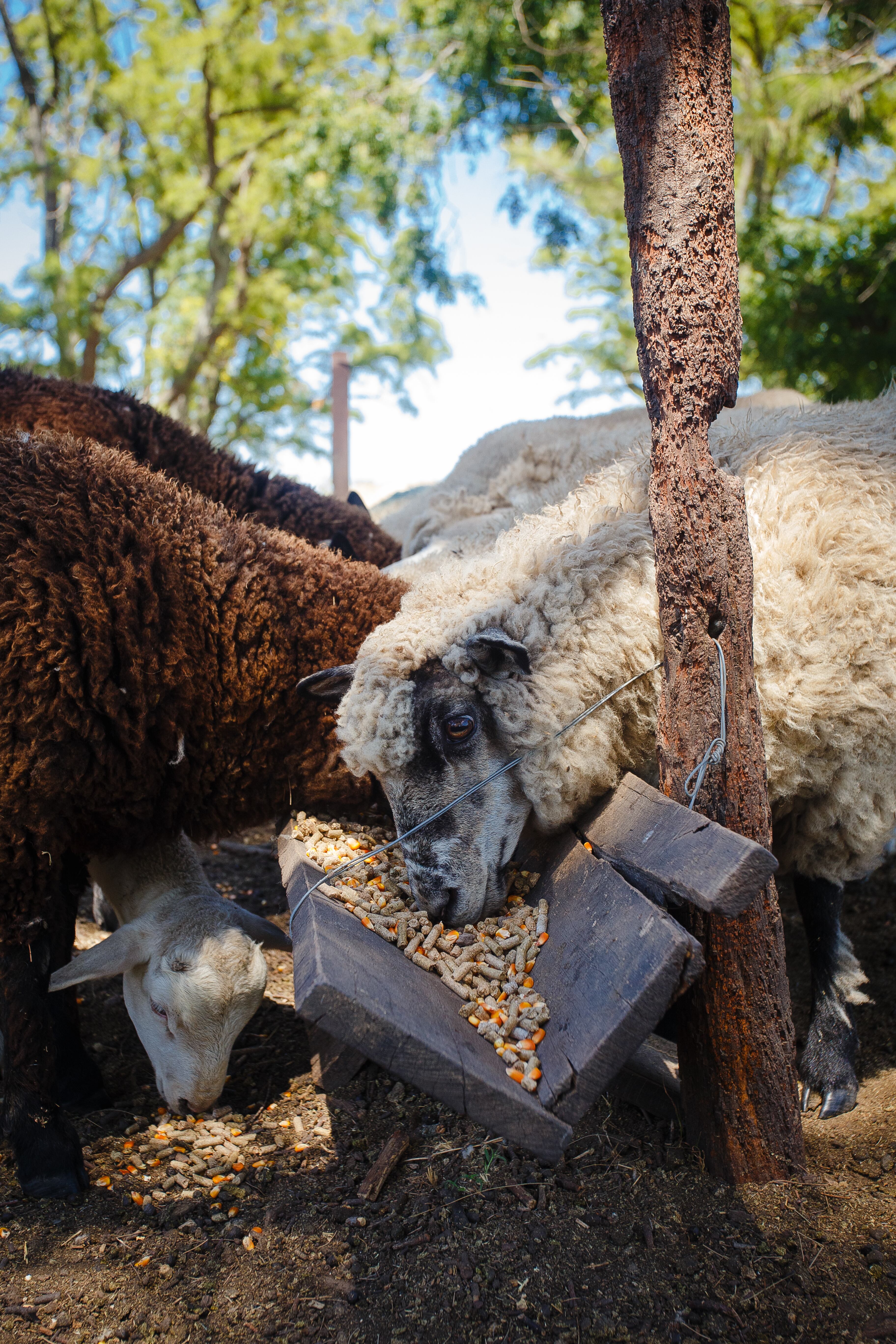La idea de Rodrigo es recuperar el concepto de integralidad y diversificación.