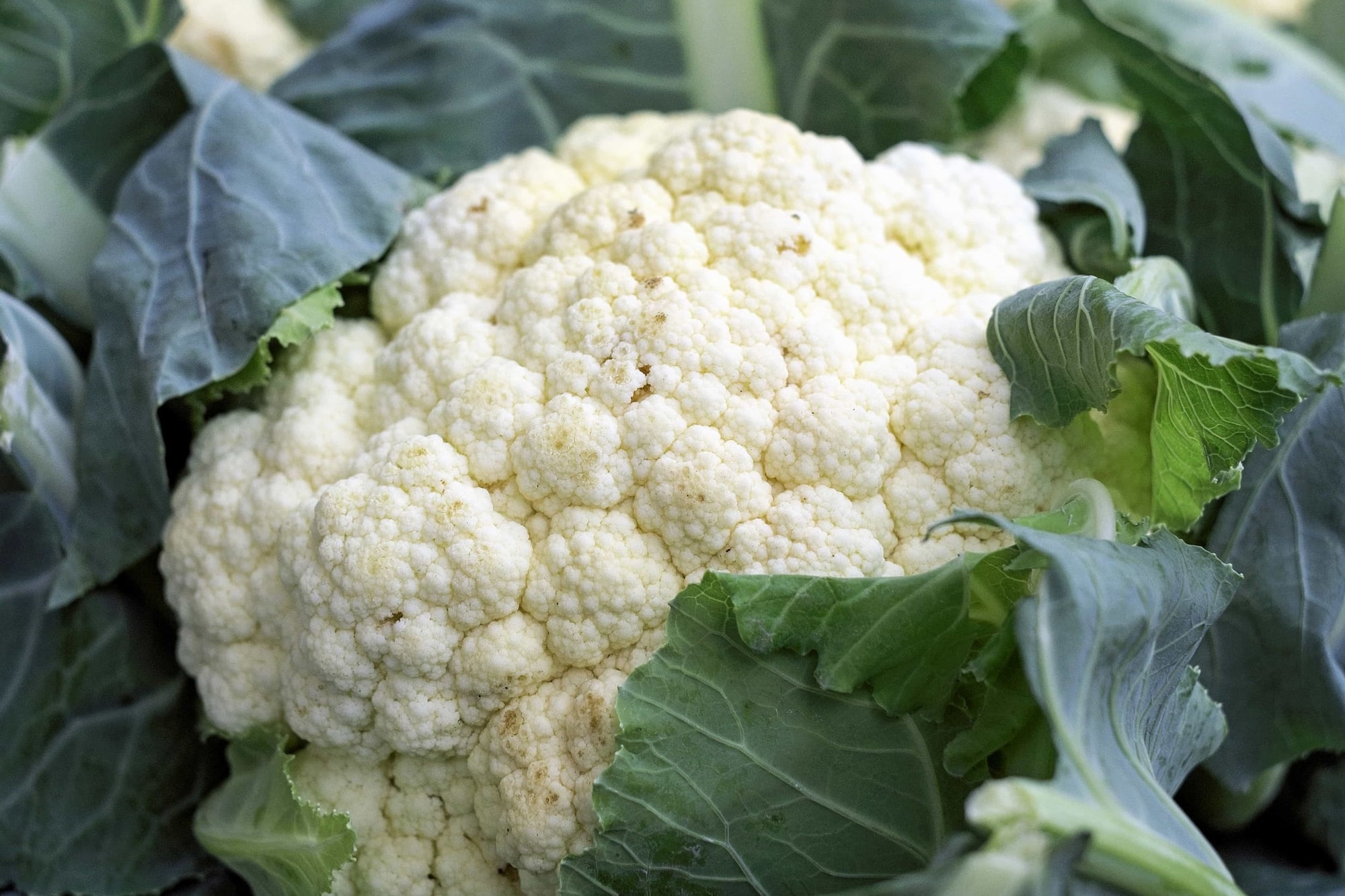 Cómo cocinar el coliflor para aprovechar sus beneficios y evitar el mal olor: no es hervido