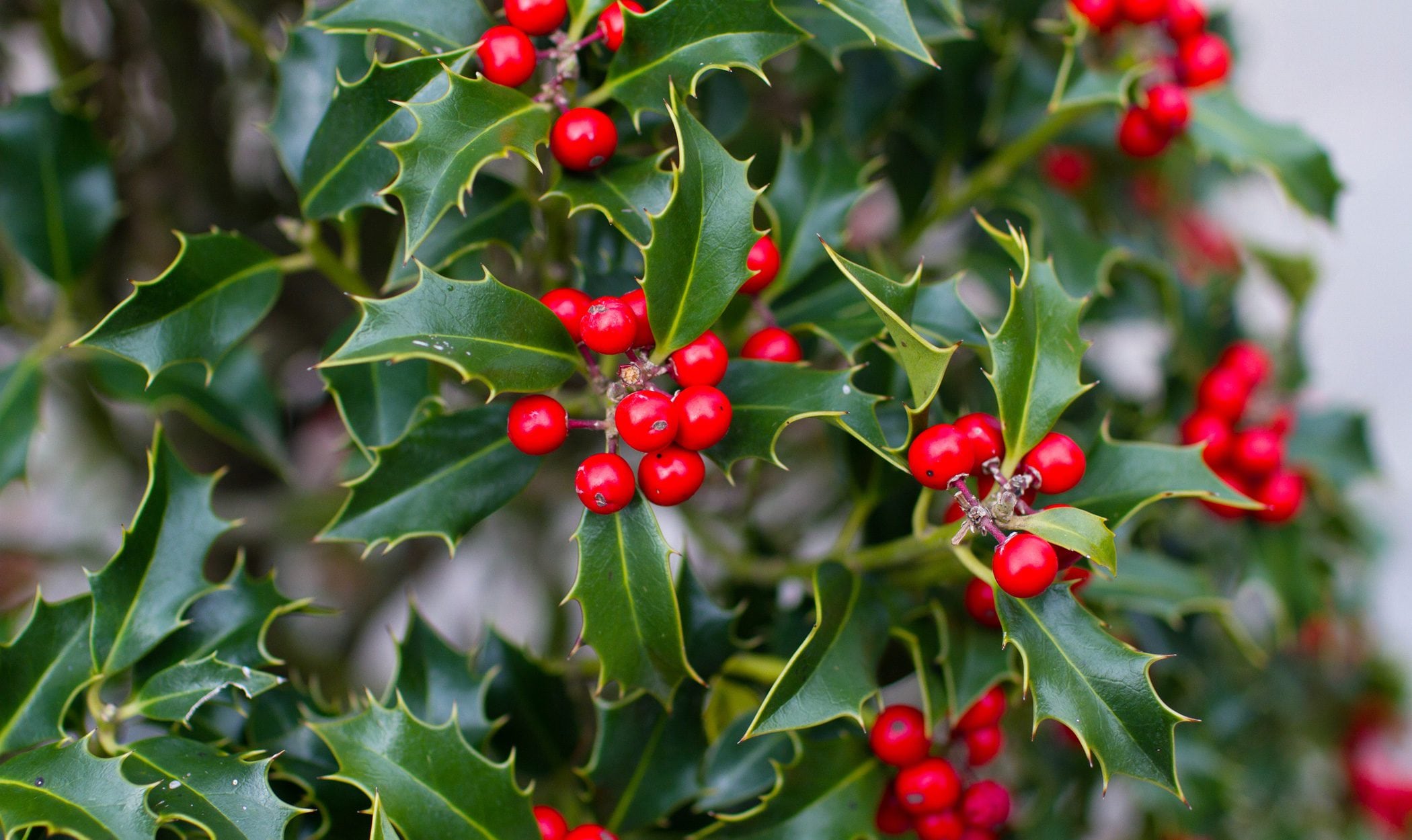 El muérdago se asocia con la protección de malas energías, atraer el amor y la paz (Archivo)