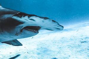 “El tiburón es demonizado todos los días y está sufriendo por esto"