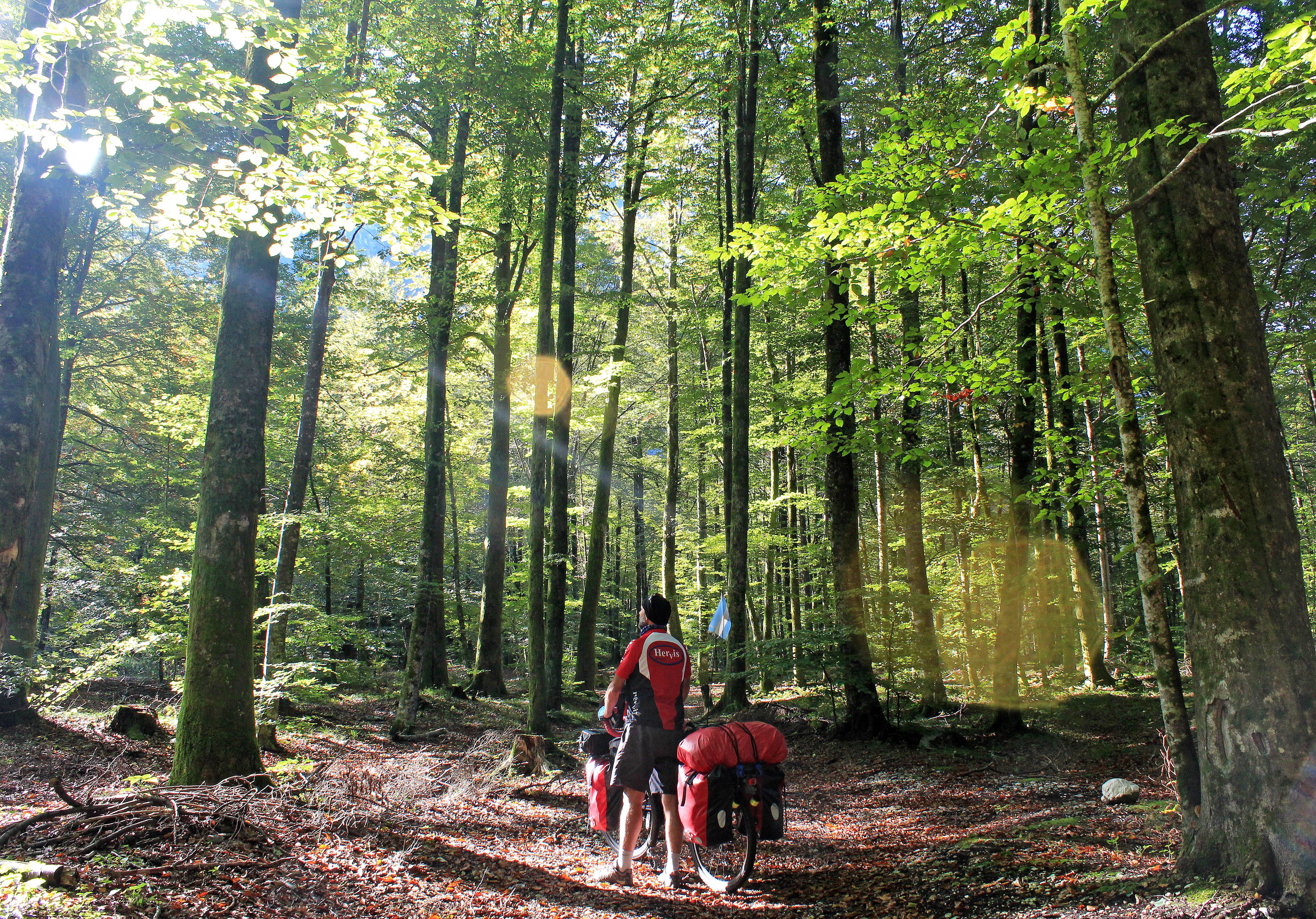 En los bosques de Eslovenia