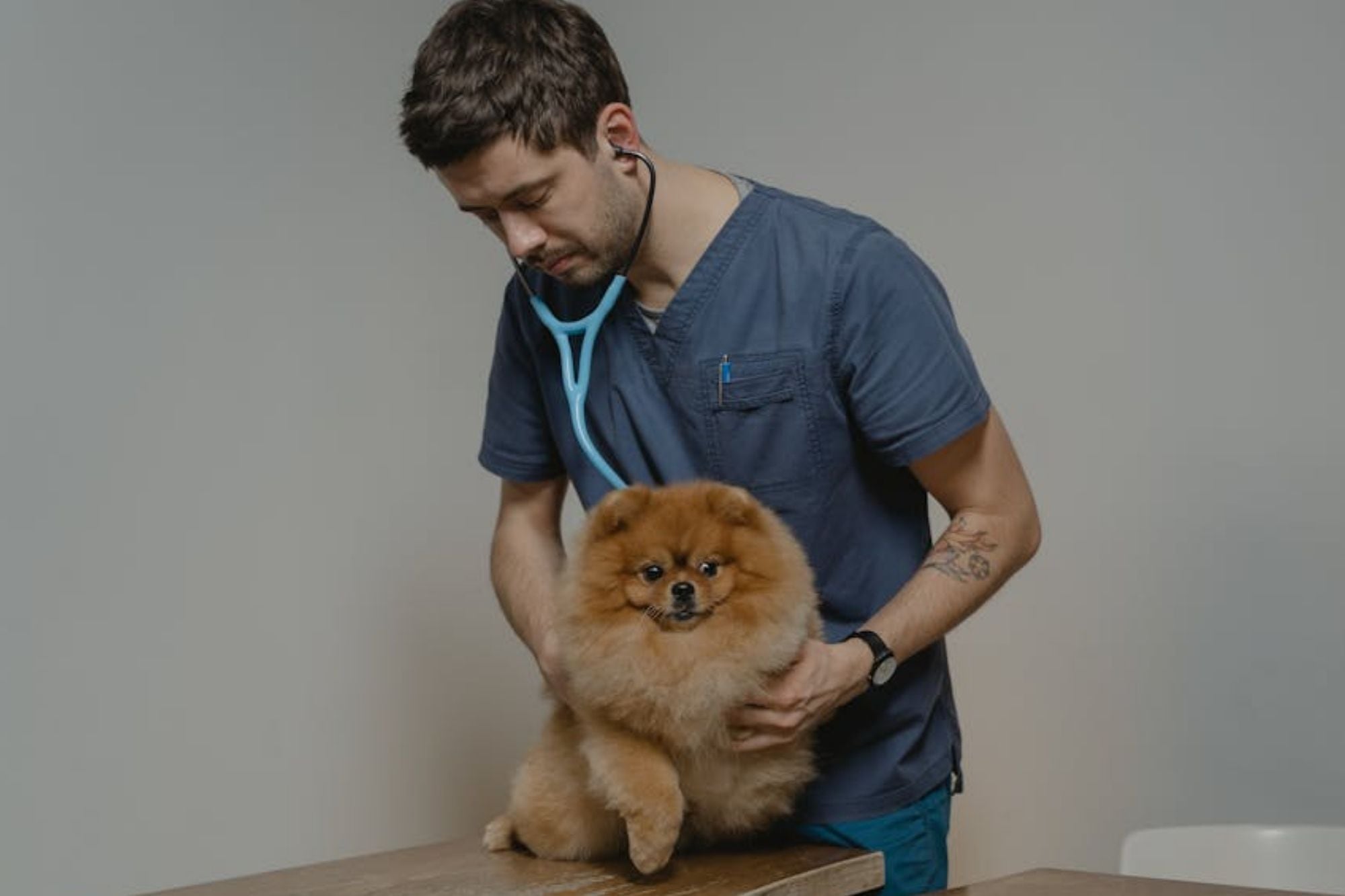 Cuánto cuesta el veterinario en EE.UU. en abril 2026: consultas, vacunas y cirugías