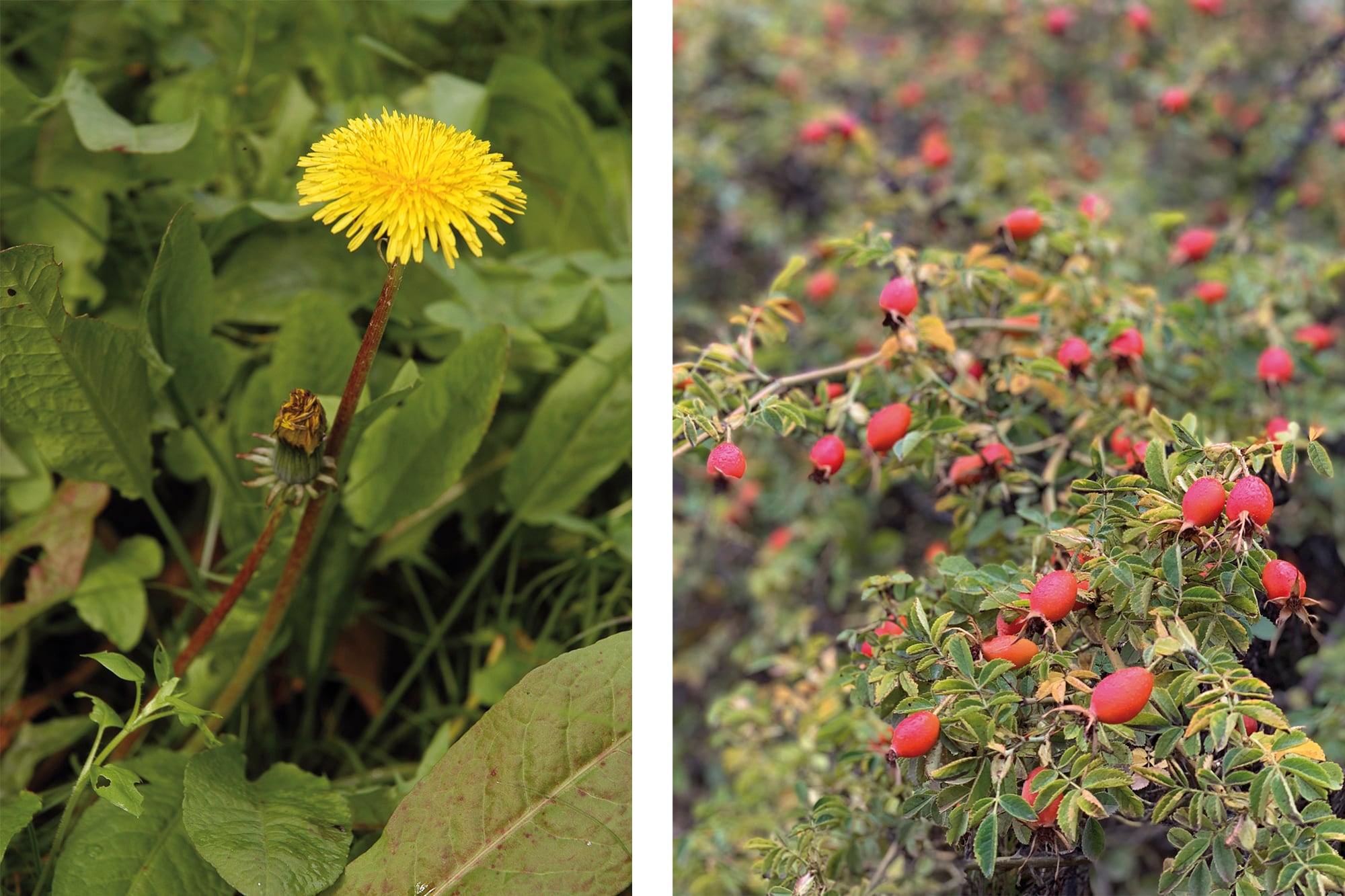 El diente de león y la rosa mosqueta son dos de las plantas que ayudan a potenciar el sistema inmunológico por su aporte de vitaminas y antioxidantes