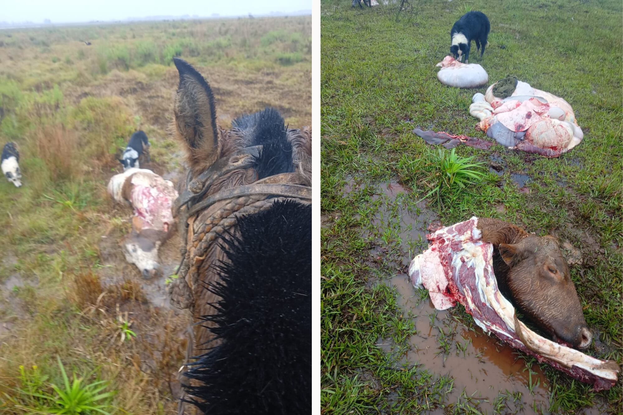 Imágenes del último ataque al productor Álvaro Pellegrini