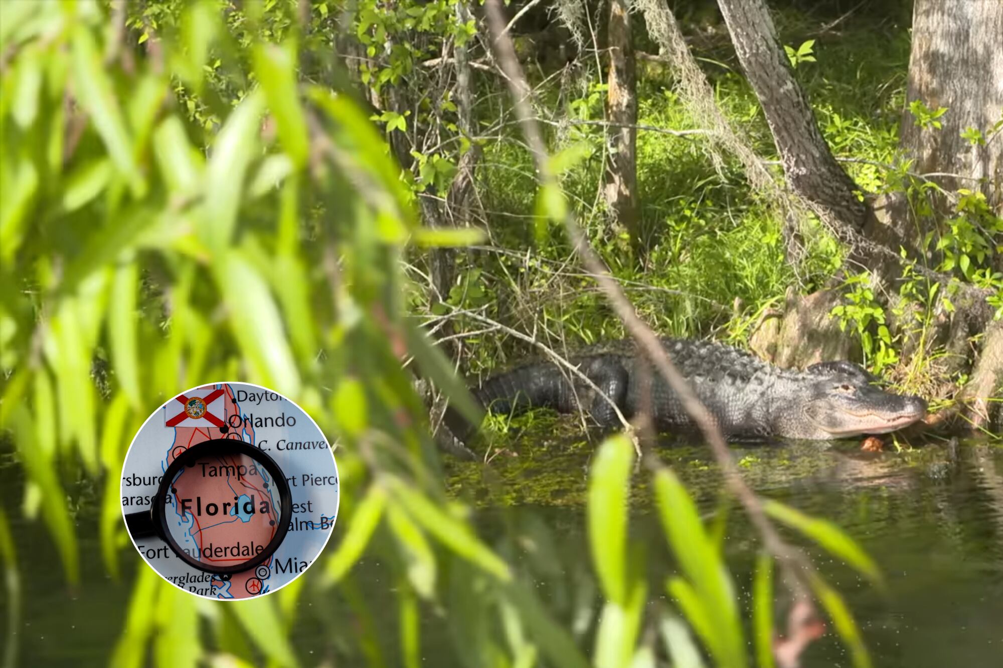 Los caimanes prefieren agua dulce, mientras que los cocodrilos se encuentran en zonas de agua salobre o salada del sur de Florida.