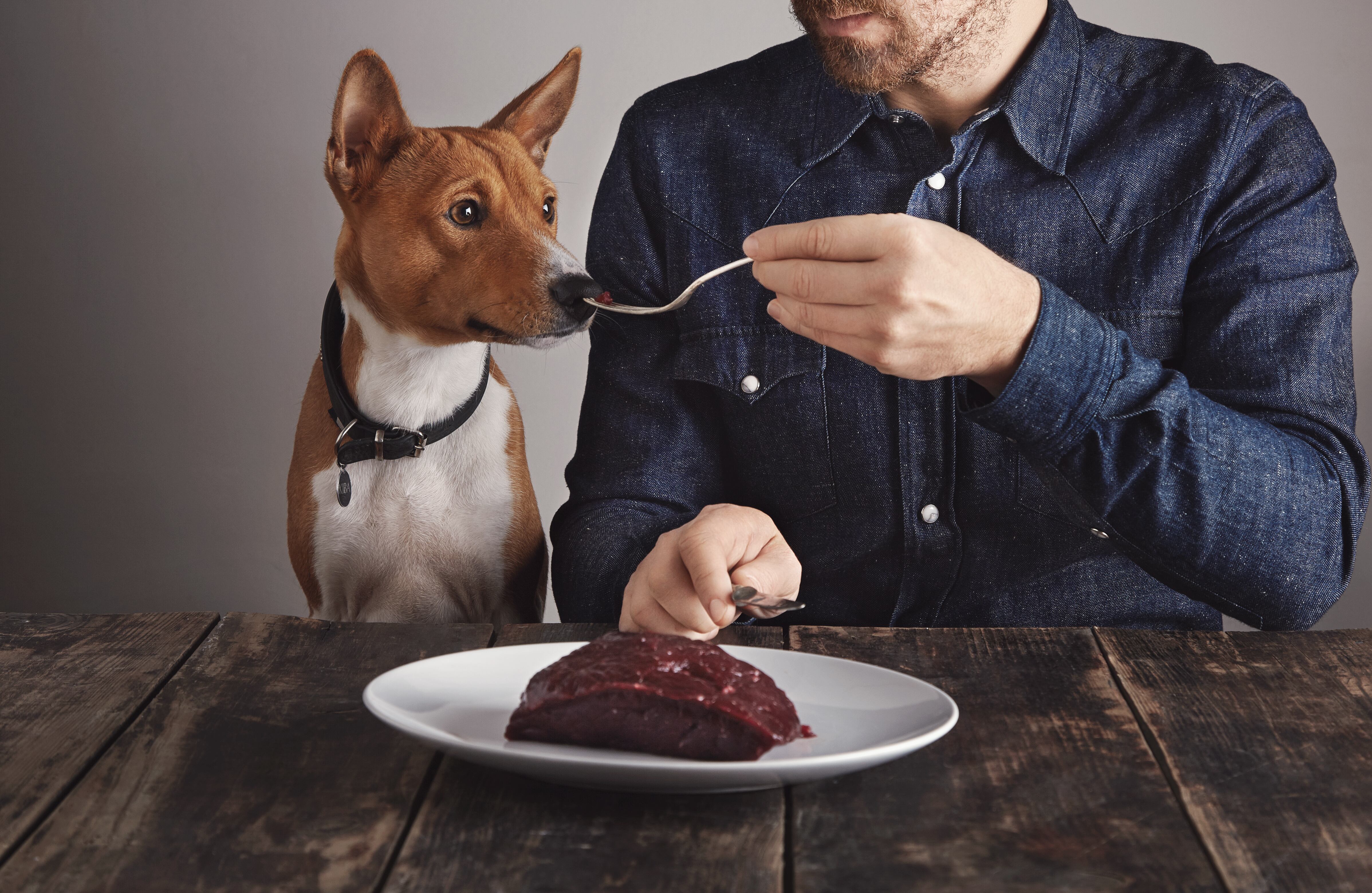 Por qué el chocolate es peligroso para perros y gatos