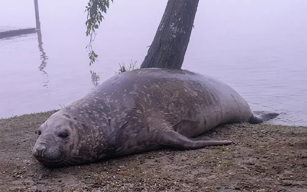 Apareció un elefante marino en Escobar y sorprendió a los vecinos