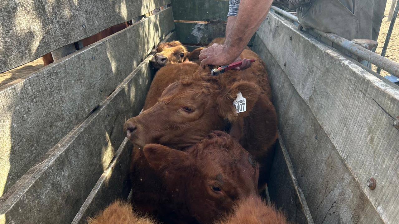 La vacunación antiaftosa y la reciente incorporación de la trazabilidad individual son medidas que posibilitarían el acompañamiento de otras acciones y sin duda fortalecerían la relación público/privada, eje fundamental y de probada eficacia en la Argentina y la región