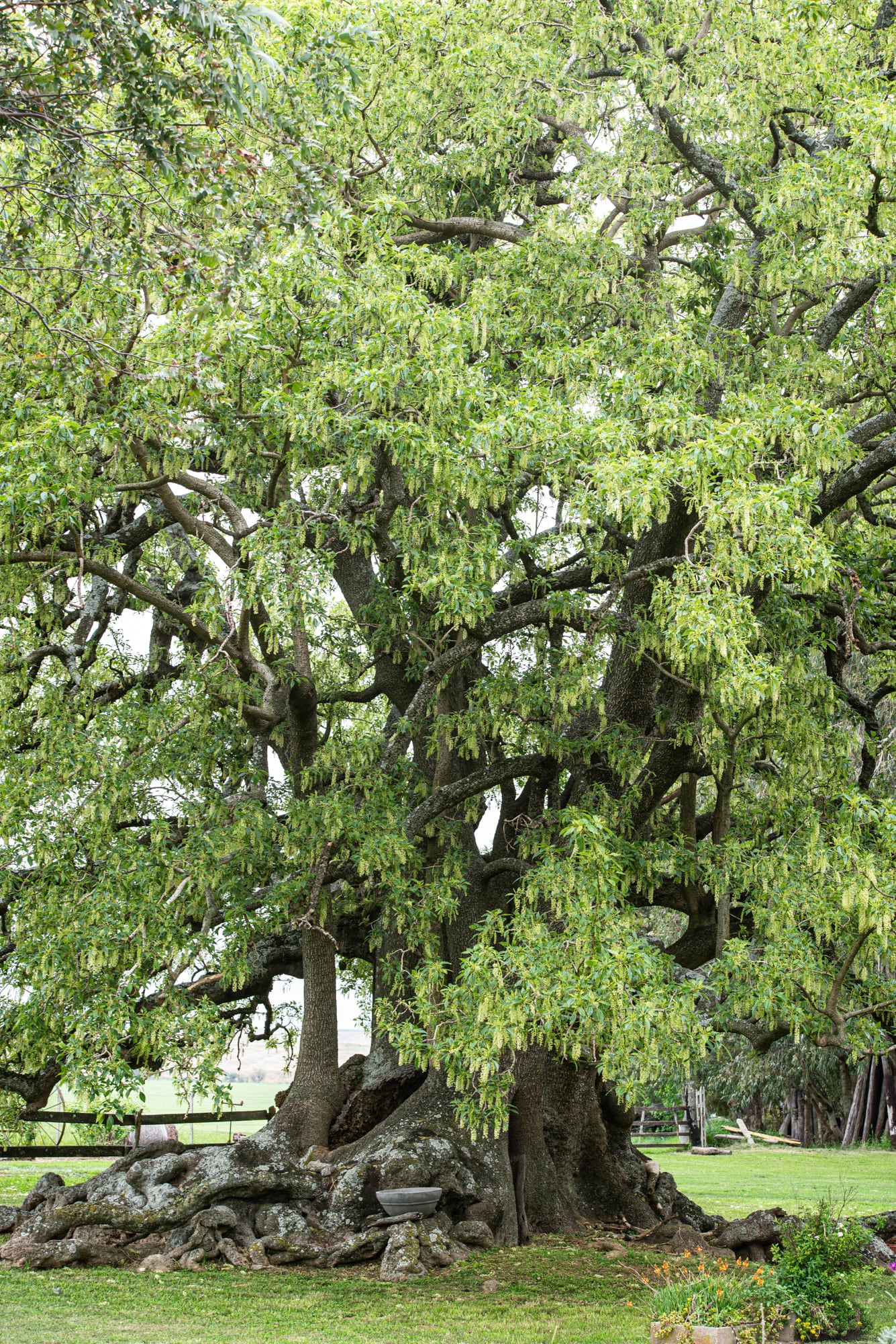 Aunque todos lo llaman árbol, desde el punto de vista botánico el ombú es una gigantesca hierba perenne, una rareza de la flora sudamericana