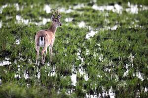 Cuánto sabés sobre este ecosistema clave para mitigar el cambio climático