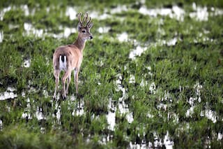 Cuánto sabés sobre este ecosistema clave para mitigar el cambio climático