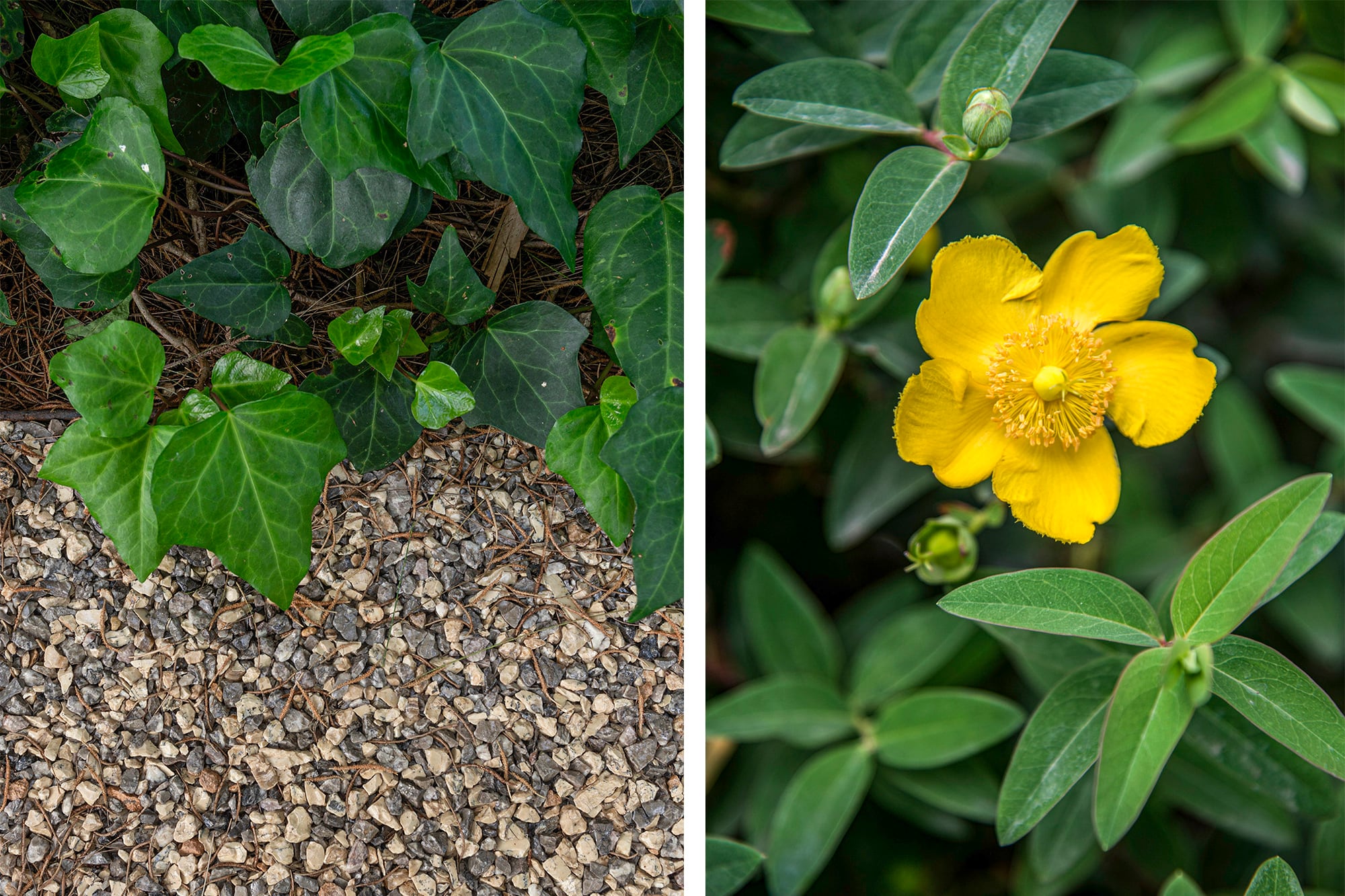 Hedera canariensis y Hypericum calycinum