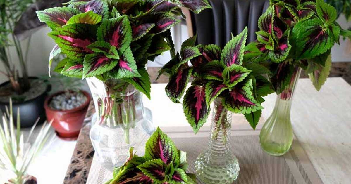 Los recipientes para las plantas de agua como el cóleo pueden ser de distintos tamaños o formas