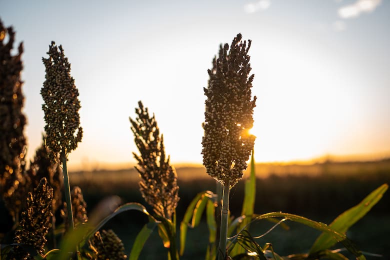 Sorgo 2024/25: una campaña histórica que promete crecimiento y oportunidades