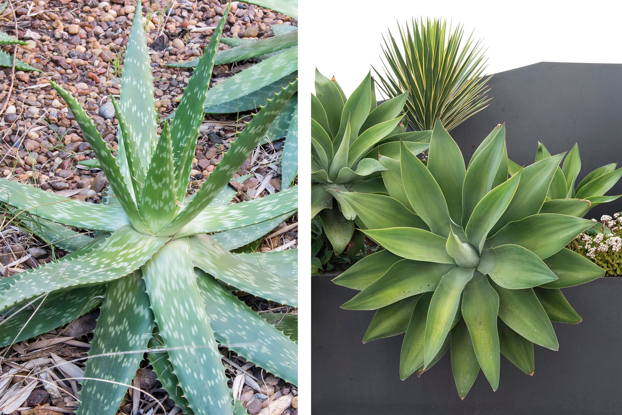 Aloe maculata y Agave attenuata, dos imprescindibles de los jardines de suculentas