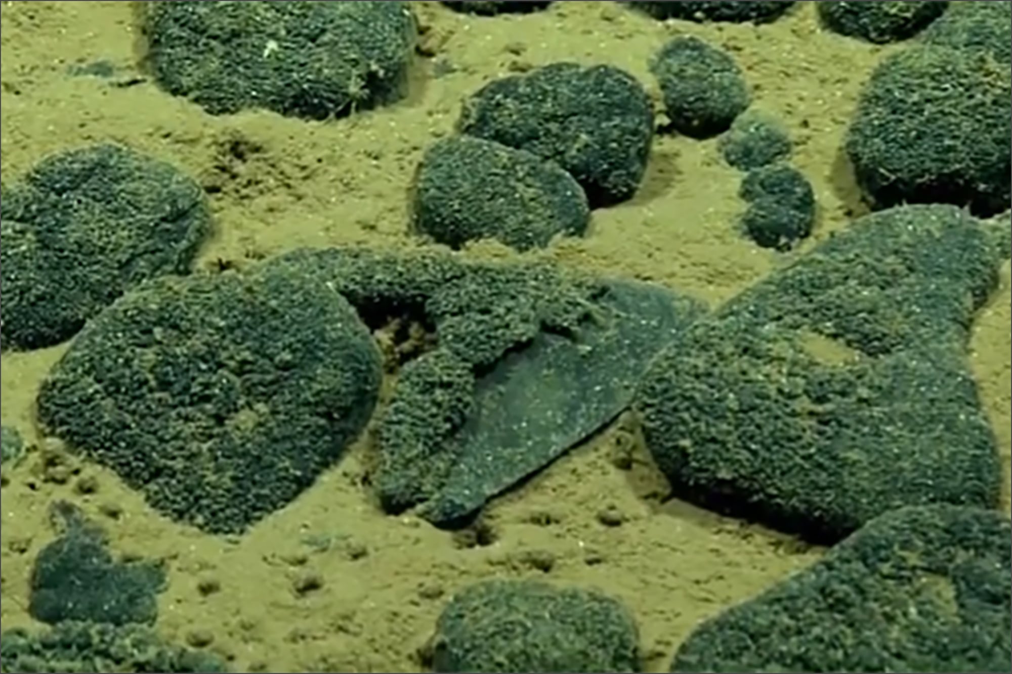 Los dientes del megalodón fueron hallados durante la expedición
