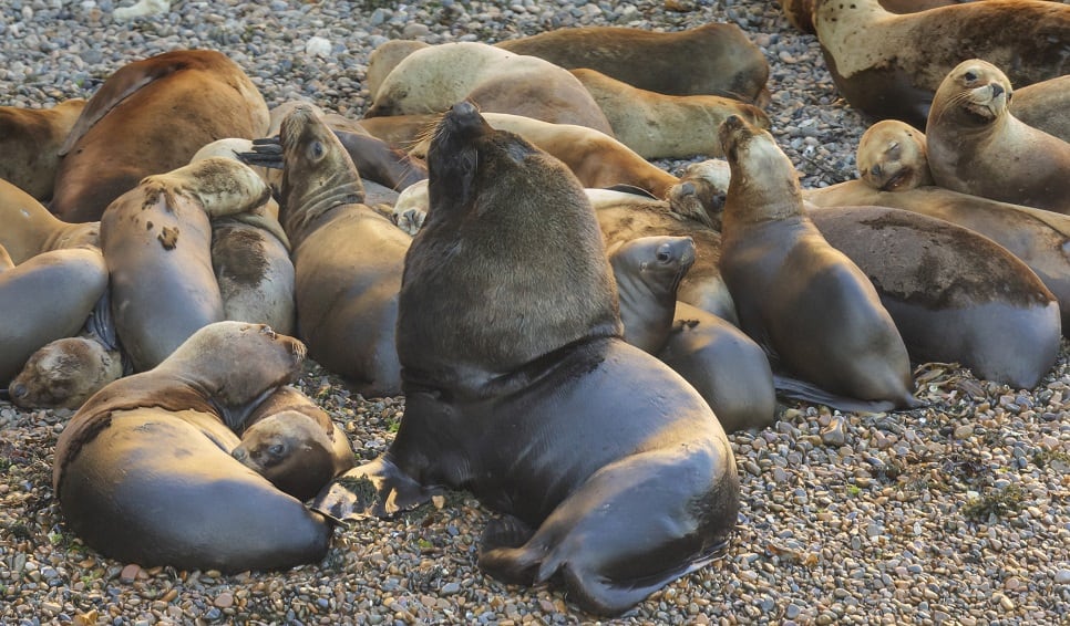 Lobos marinos de un pelo