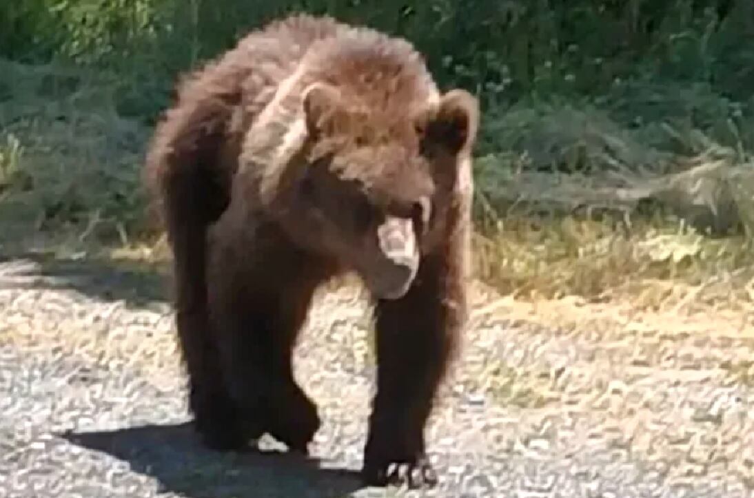 La osa y supuesta madre del osezno que atacó al turista italiano