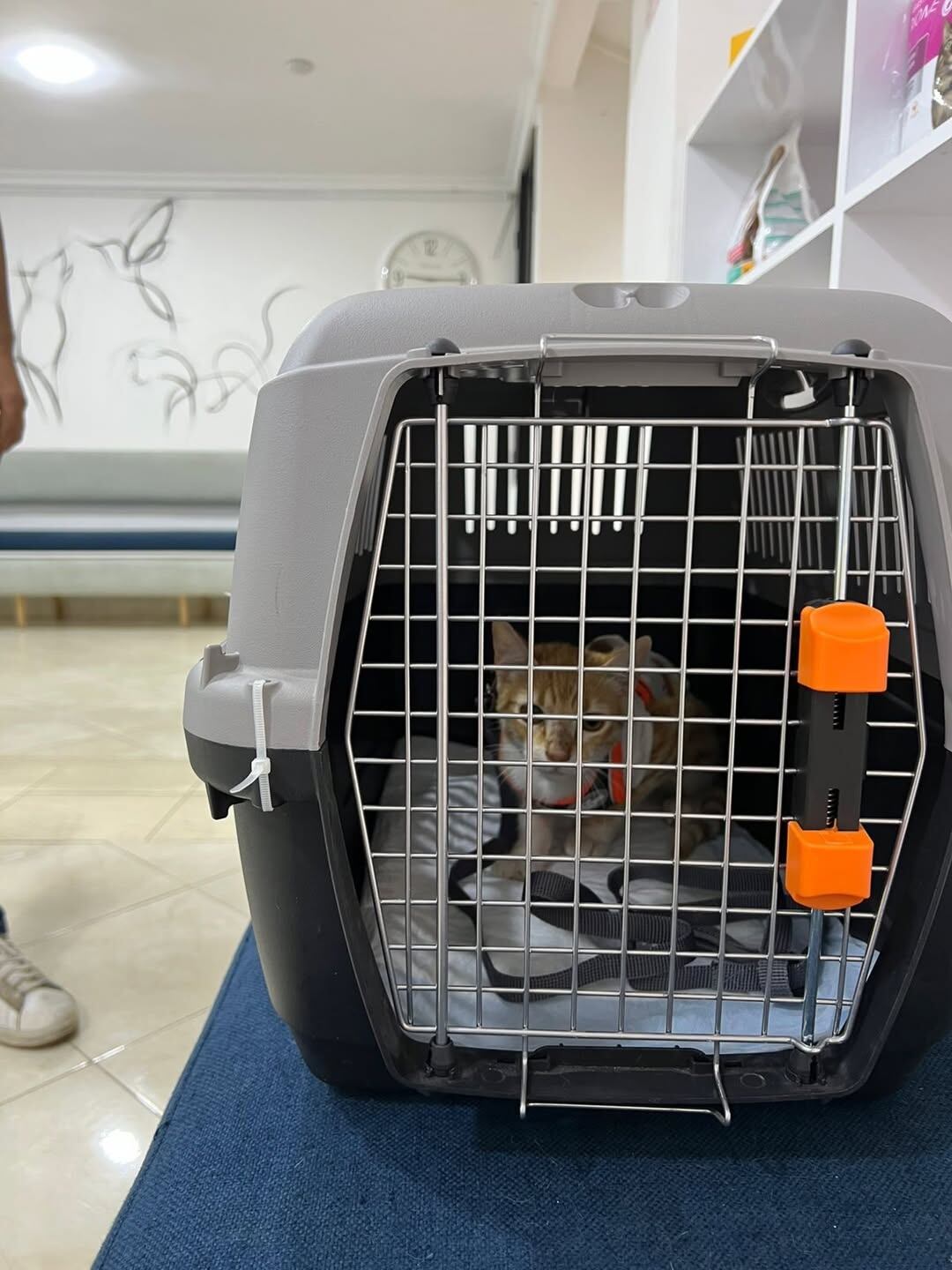 Después de varios obstáculos, Zahara logró salir de Marruecos y llegó a Nueva Jersey