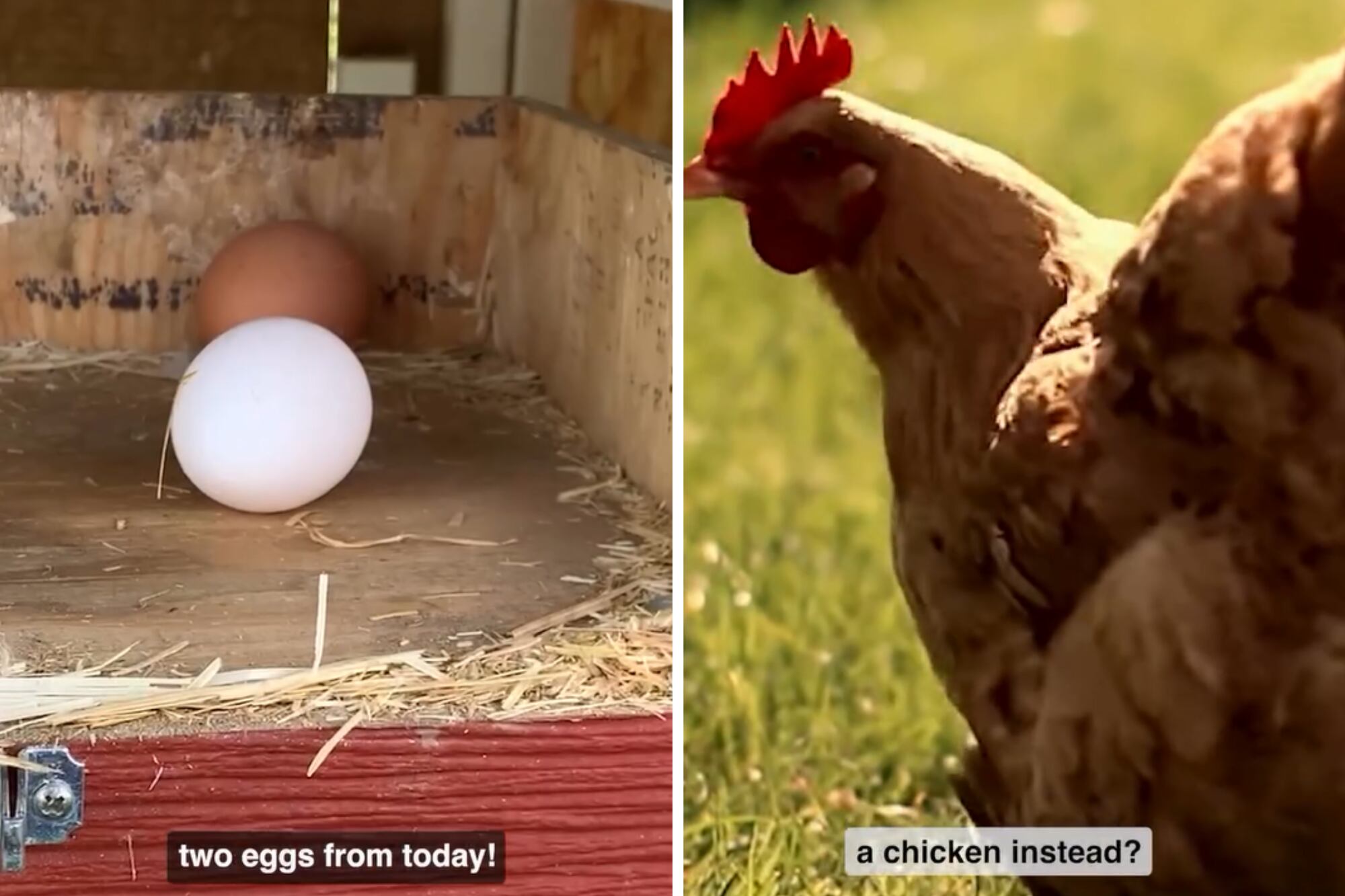 En Estados Unidos, la gripe aviar impactó de lleno en el precio del huevo en las góndolas