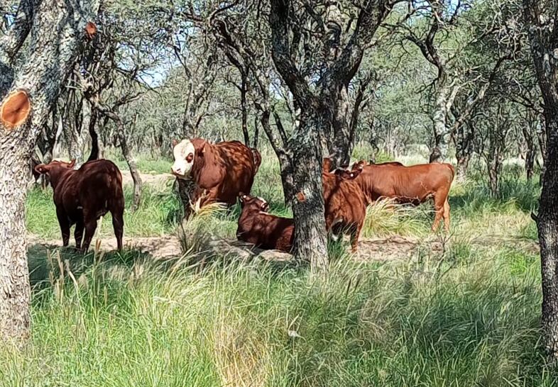 La familia Justo recibió un campo degradado en La Pampa y una tecnologÃa les cambió la vida