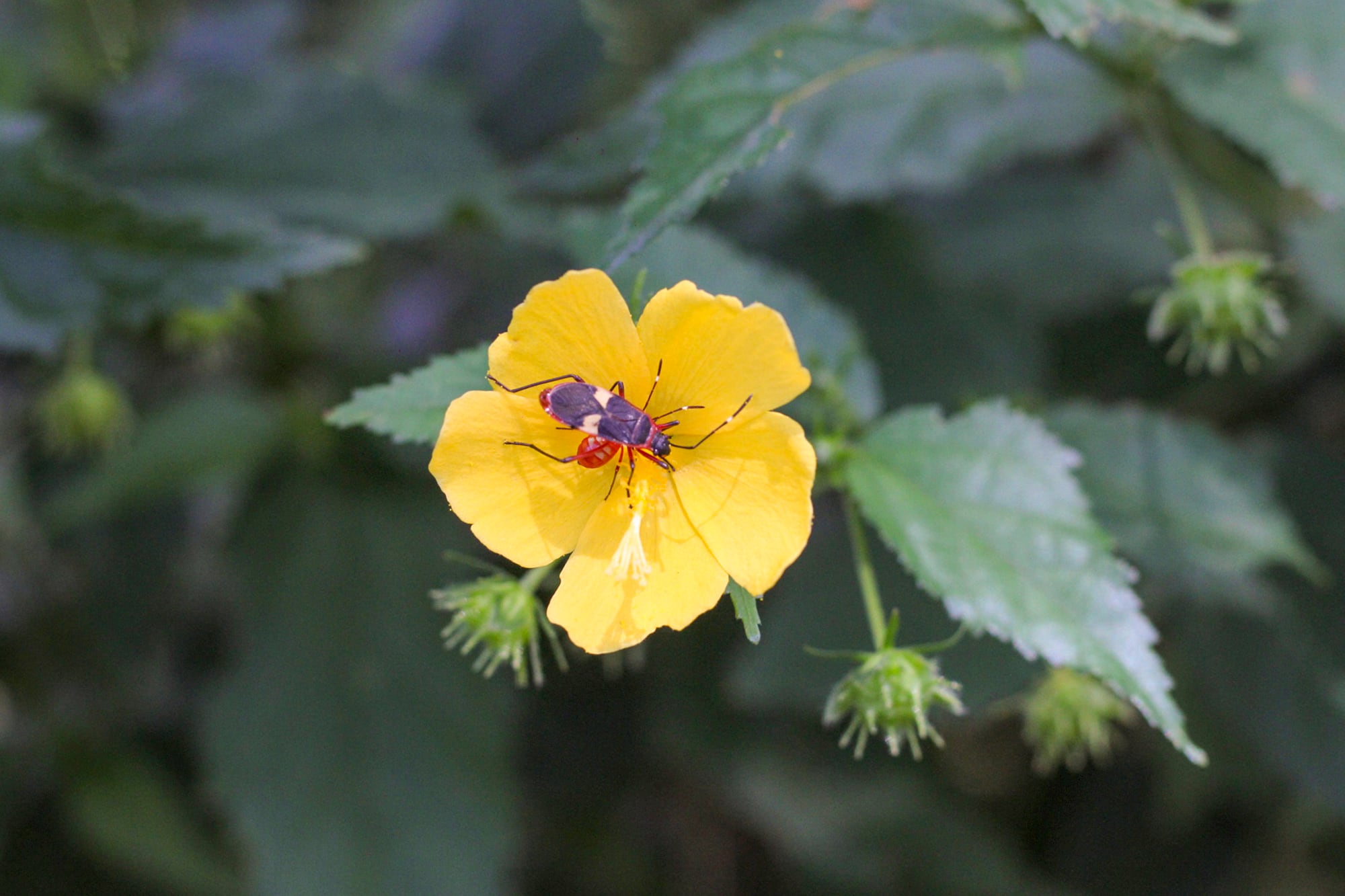 Además de su vistosa floración, Pavonia sepium es la planta hospedera de la chinche tricolor
