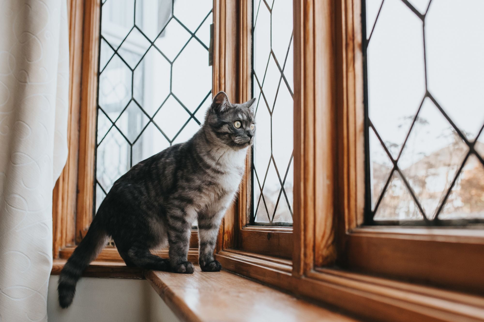Los veterinarios concuerdan: “Los gatos que observan el exterior desde una ventana enriquecen su estimulación mental”