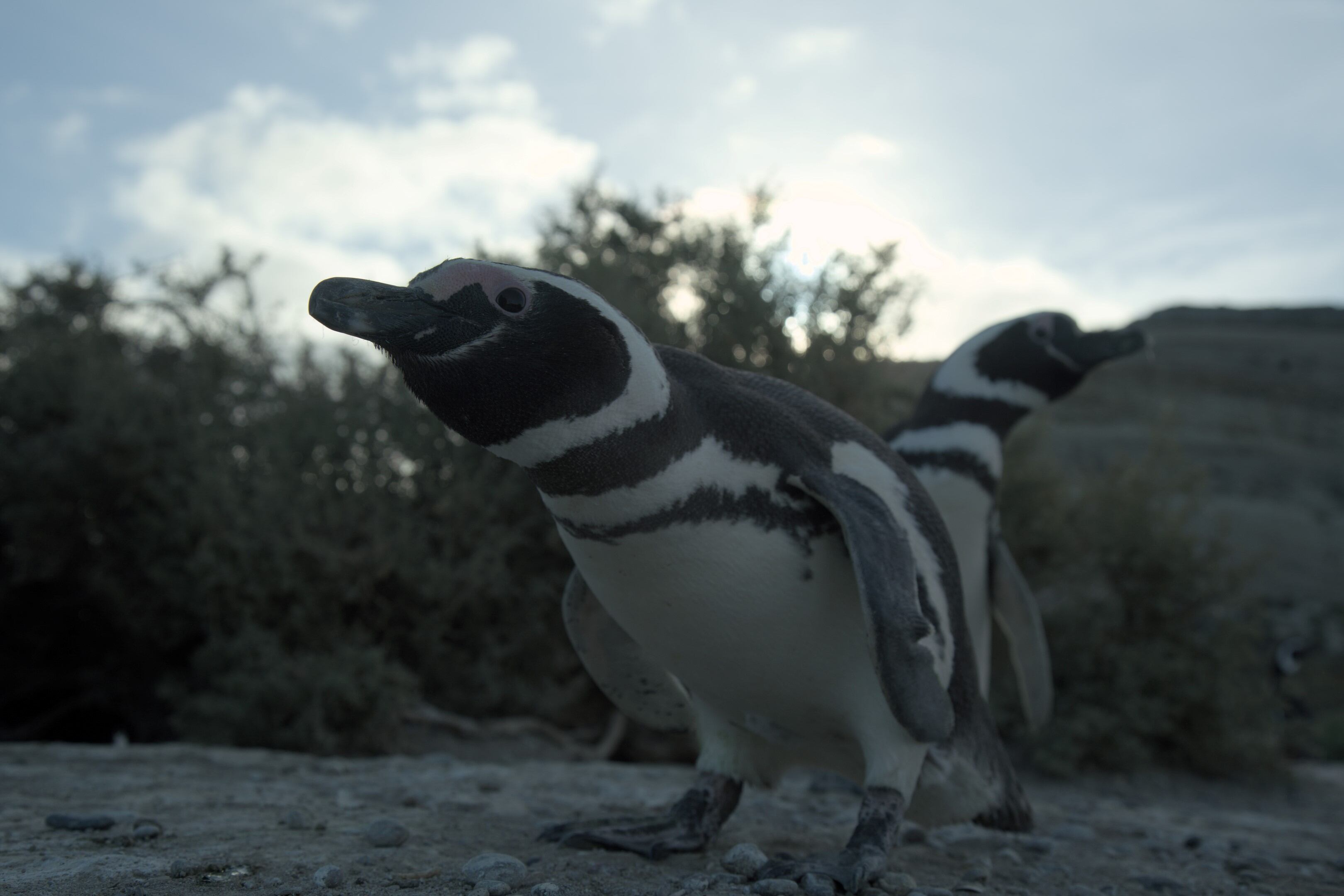 Antonela, la pareja de Messi.