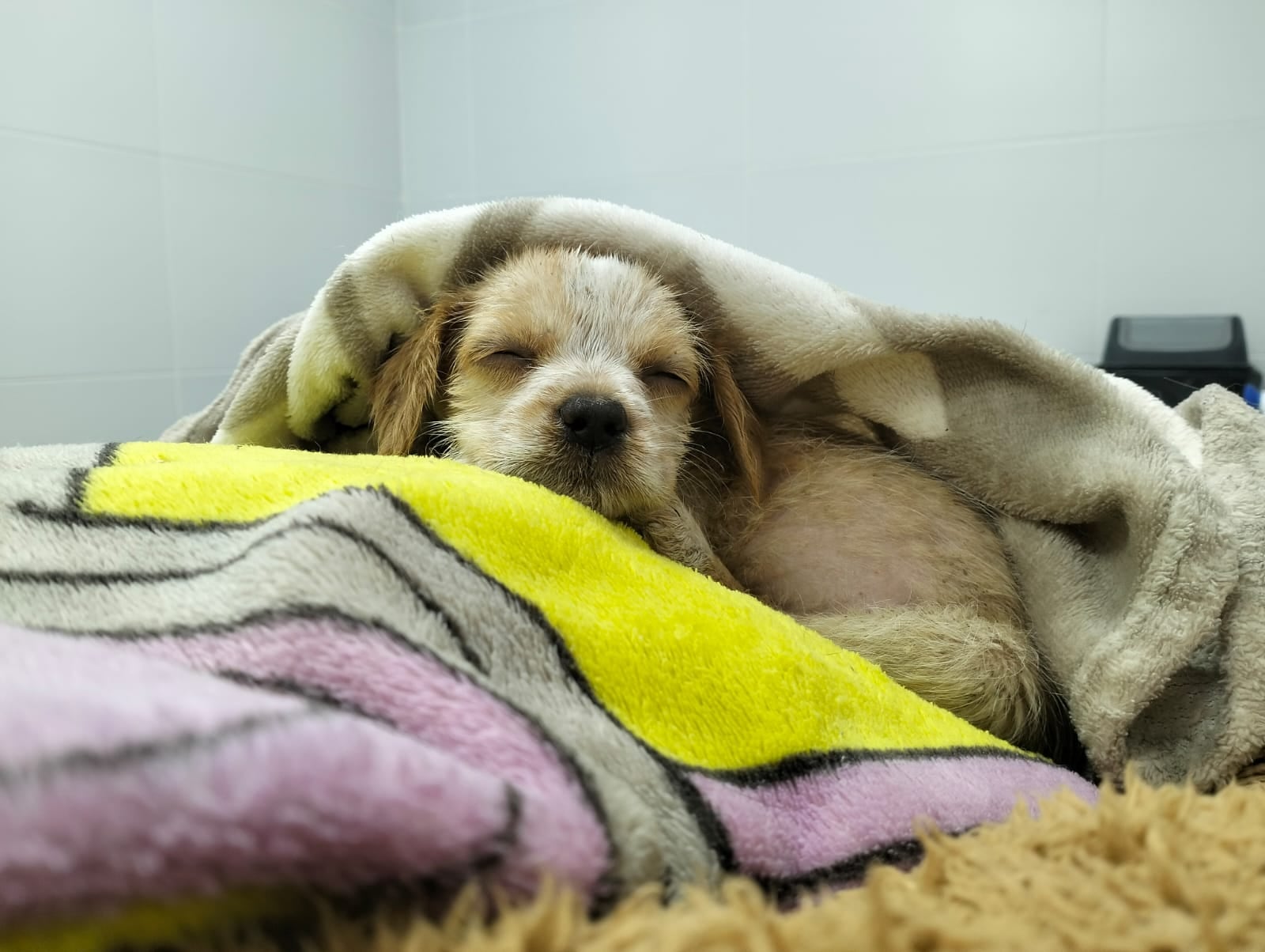 Desde el colectivo, vio cómo tres hombres revoleaban un cachorro y se bajó para ayudar: "Lo atajé en el aire y corrí"