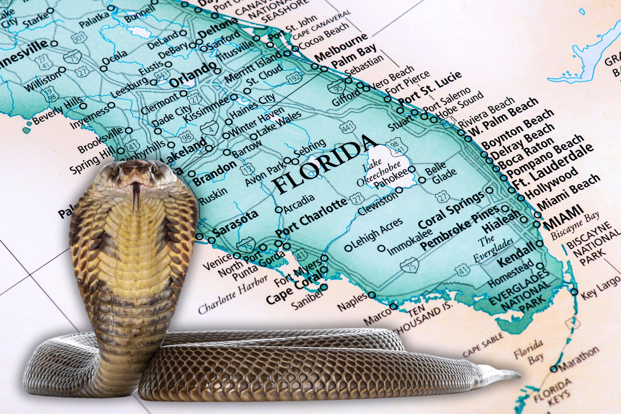 La serpiente venenosa que vuelve a aparecer en primavera en Florida: se confunde con una inofensiva