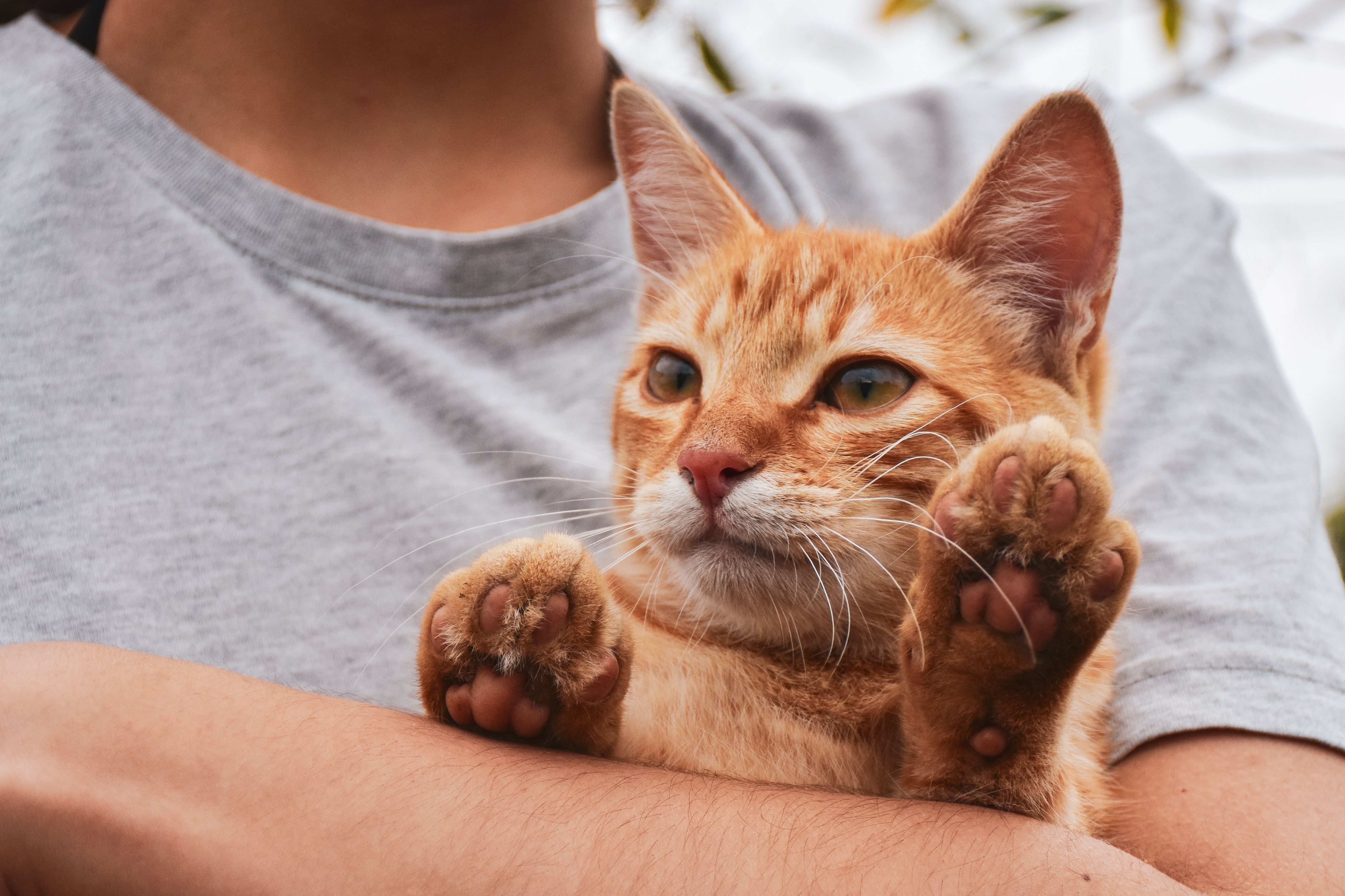 Las personas que interpretan sus señales físicas y evitan interacciones invasivas obtienen una posición de privilegio en la jerarquía afectiva de la mascota